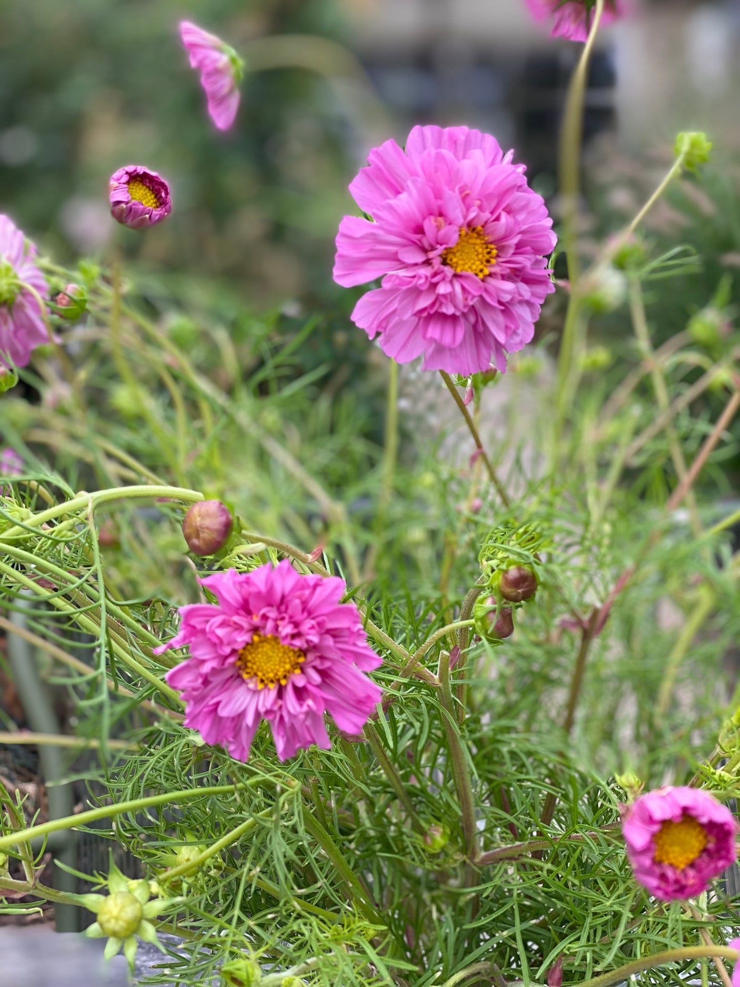 Cosmos bipinnatus Double Click Mix