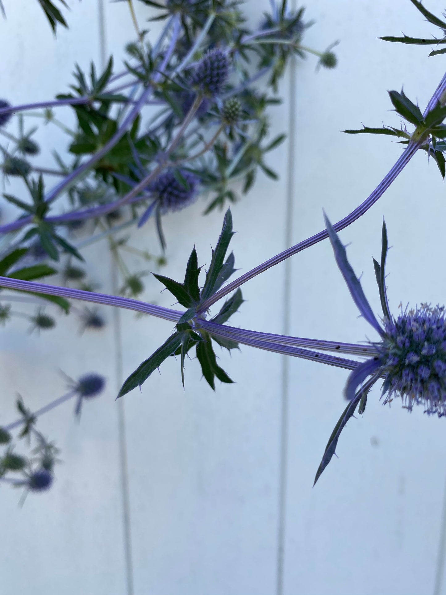 Eryngium Planum - Kruisdistel