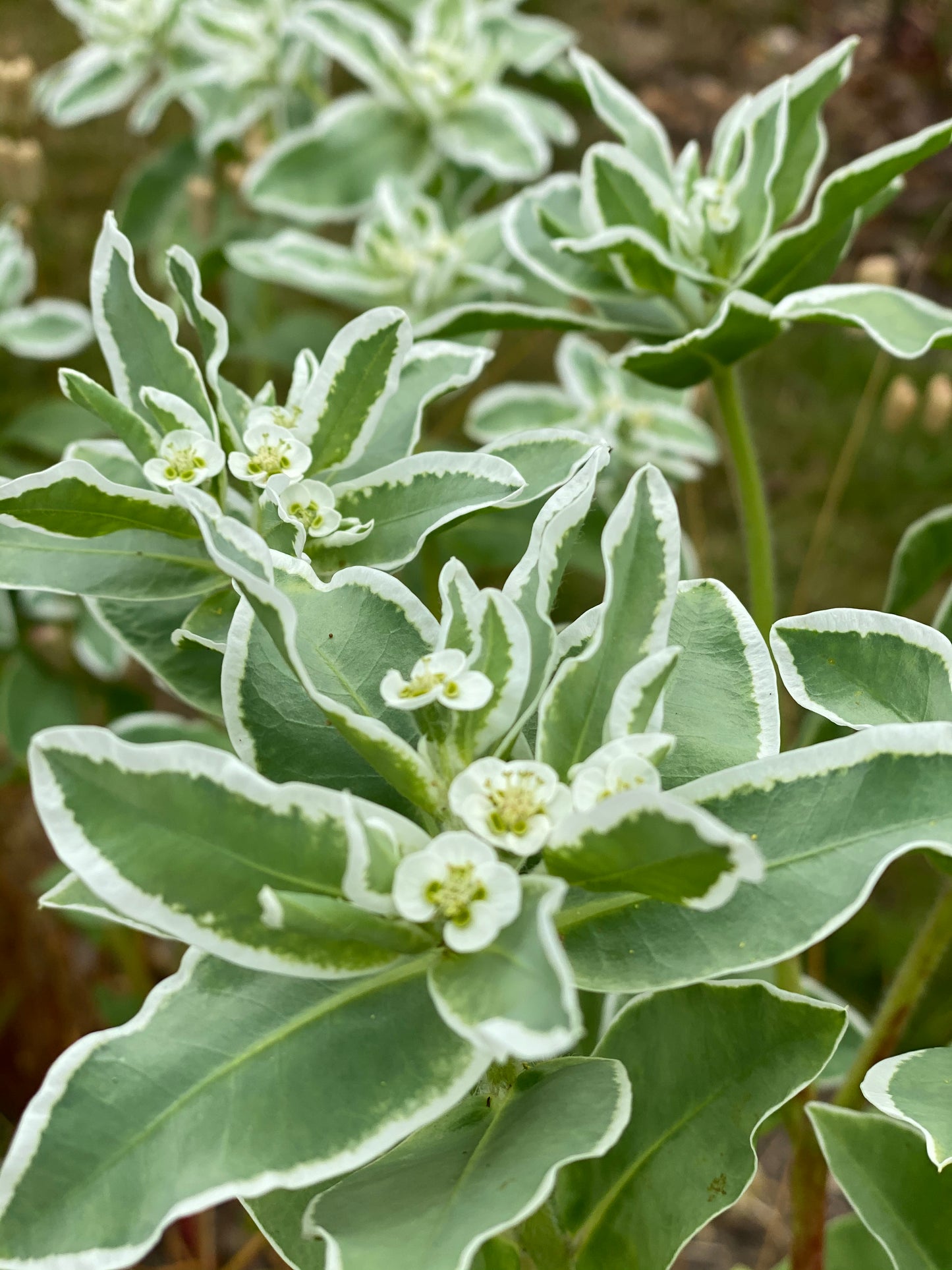 Euphorbia marginata Early Snow (Snow on the mountain)