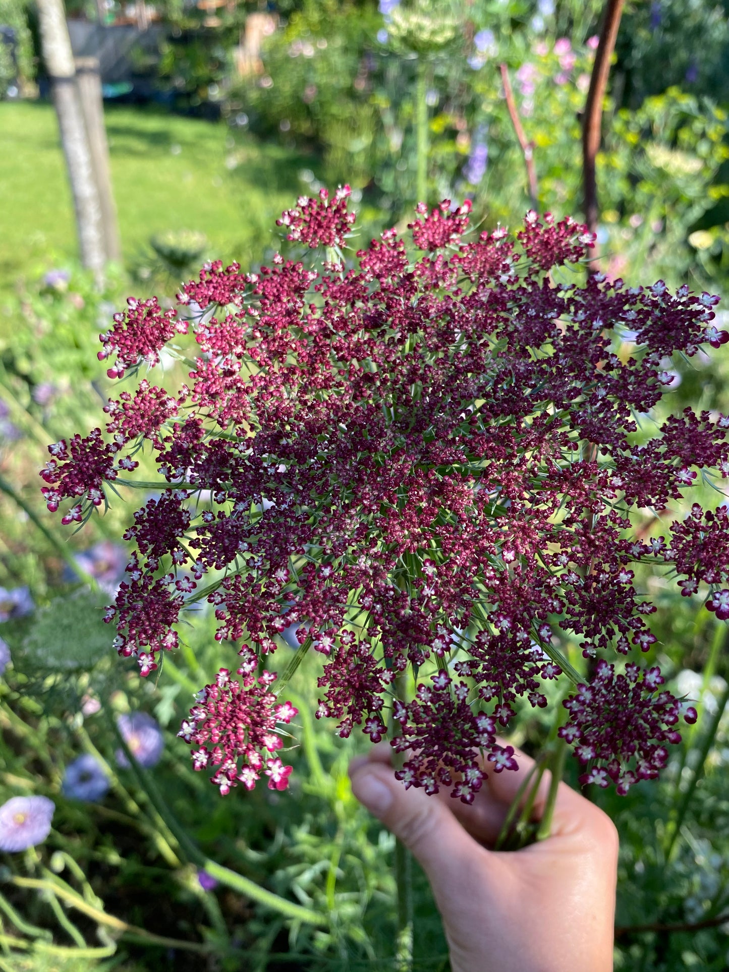 Daucus Carota Dara