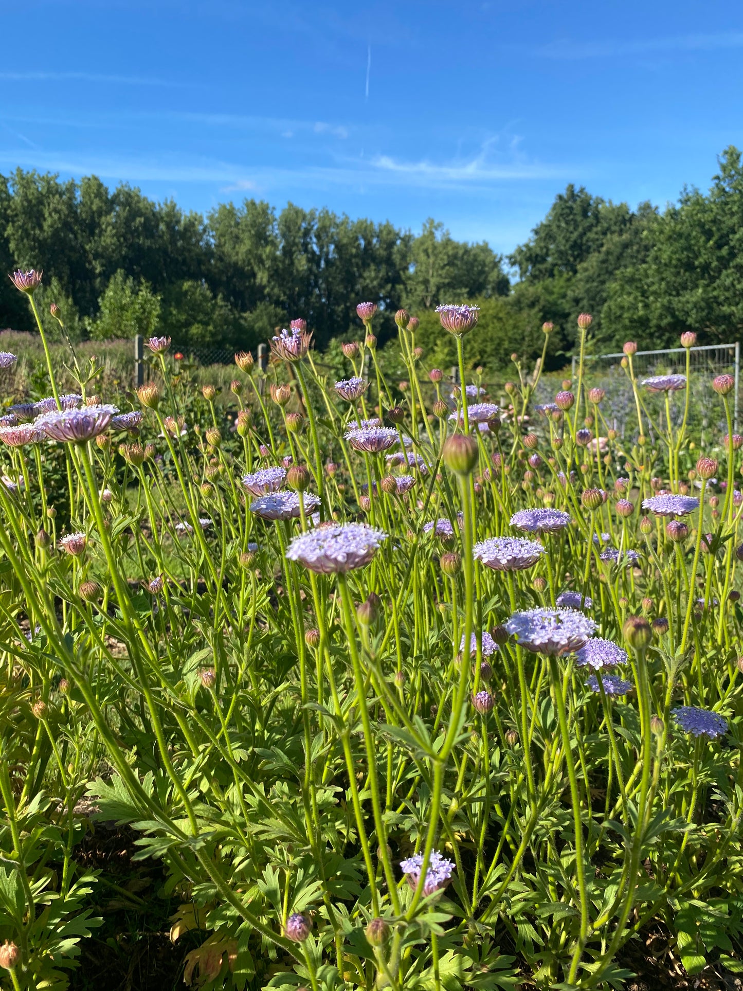 Didiscus caeruleus lace "Mix"