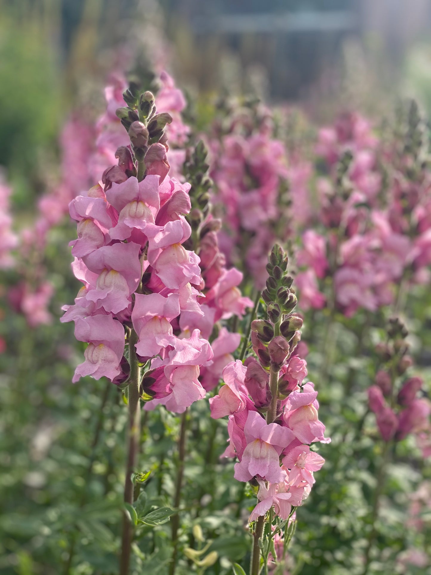 Antirrhinum majus - Leeuwebek Potomac Lavender