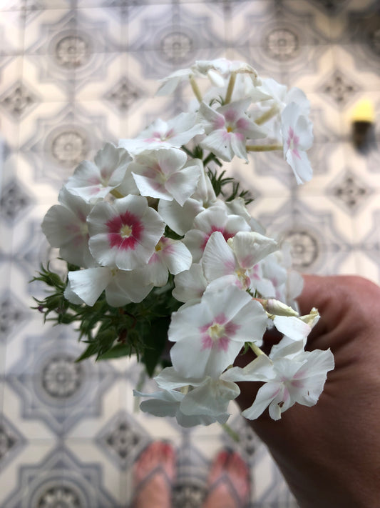 Phlox Drummondii Blushing Bride