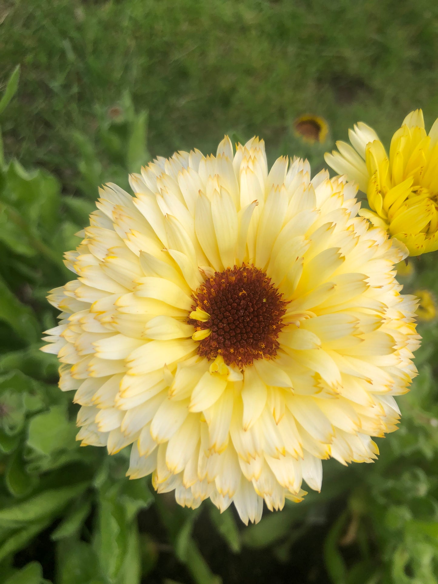 Calendula Ivory Princess - goudsbloem