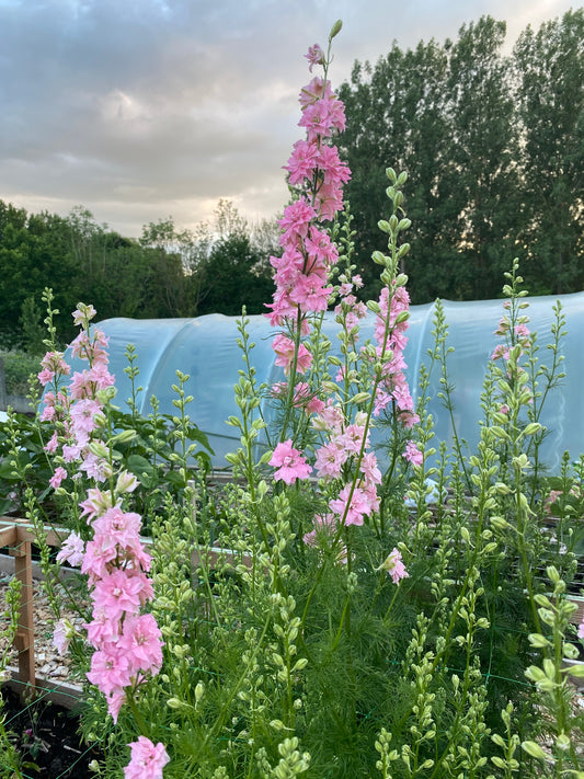 Delphinium Consolida Ajacis - Chrisje's Mix - (ridderspoor)