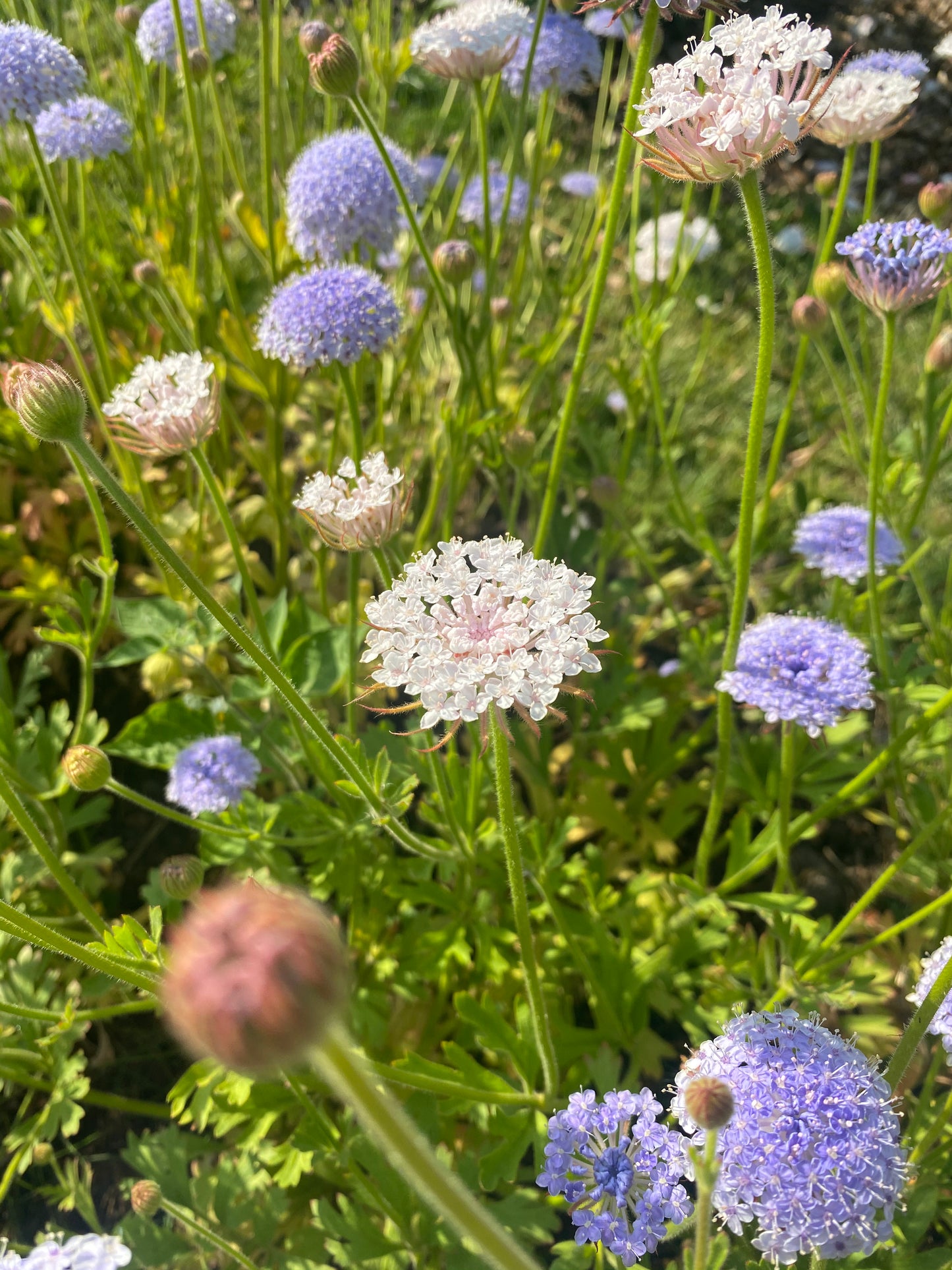 Didiscus caeruleus lace "Mix"