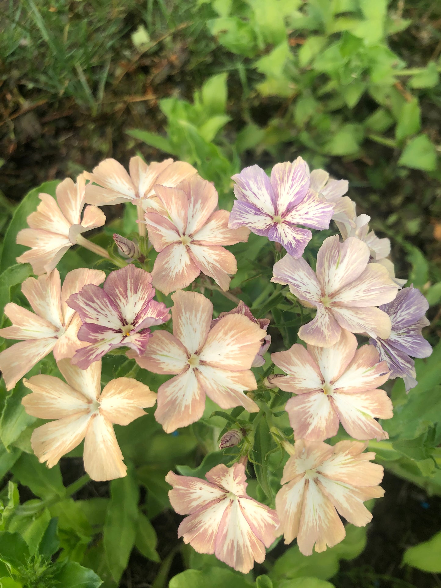 Phlox Drummondii Crème Brulee