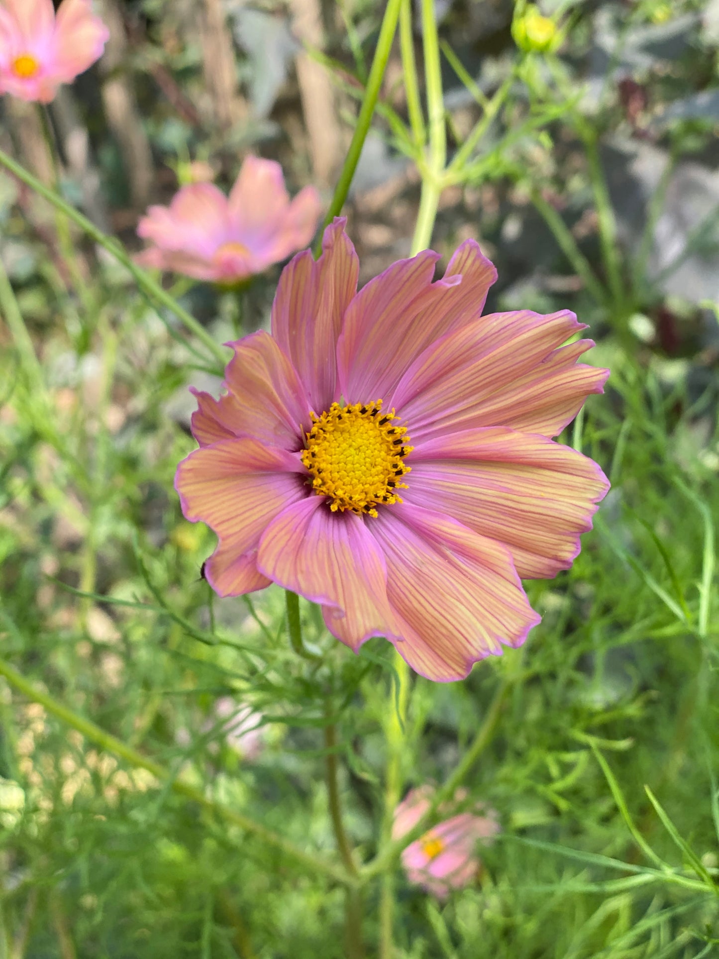 Cosmos Apricotta