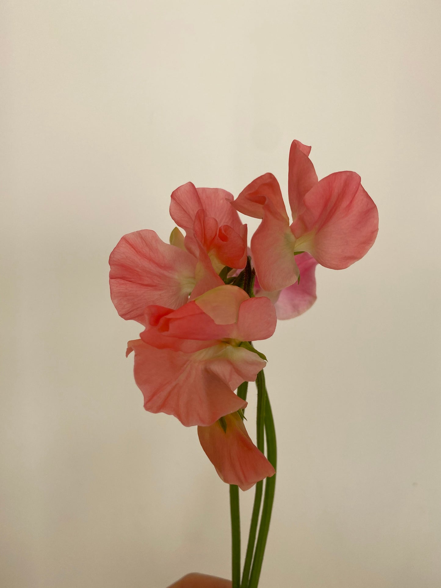 Lathyrus Odoratus - Reukerwt Spring Sunshine Peach