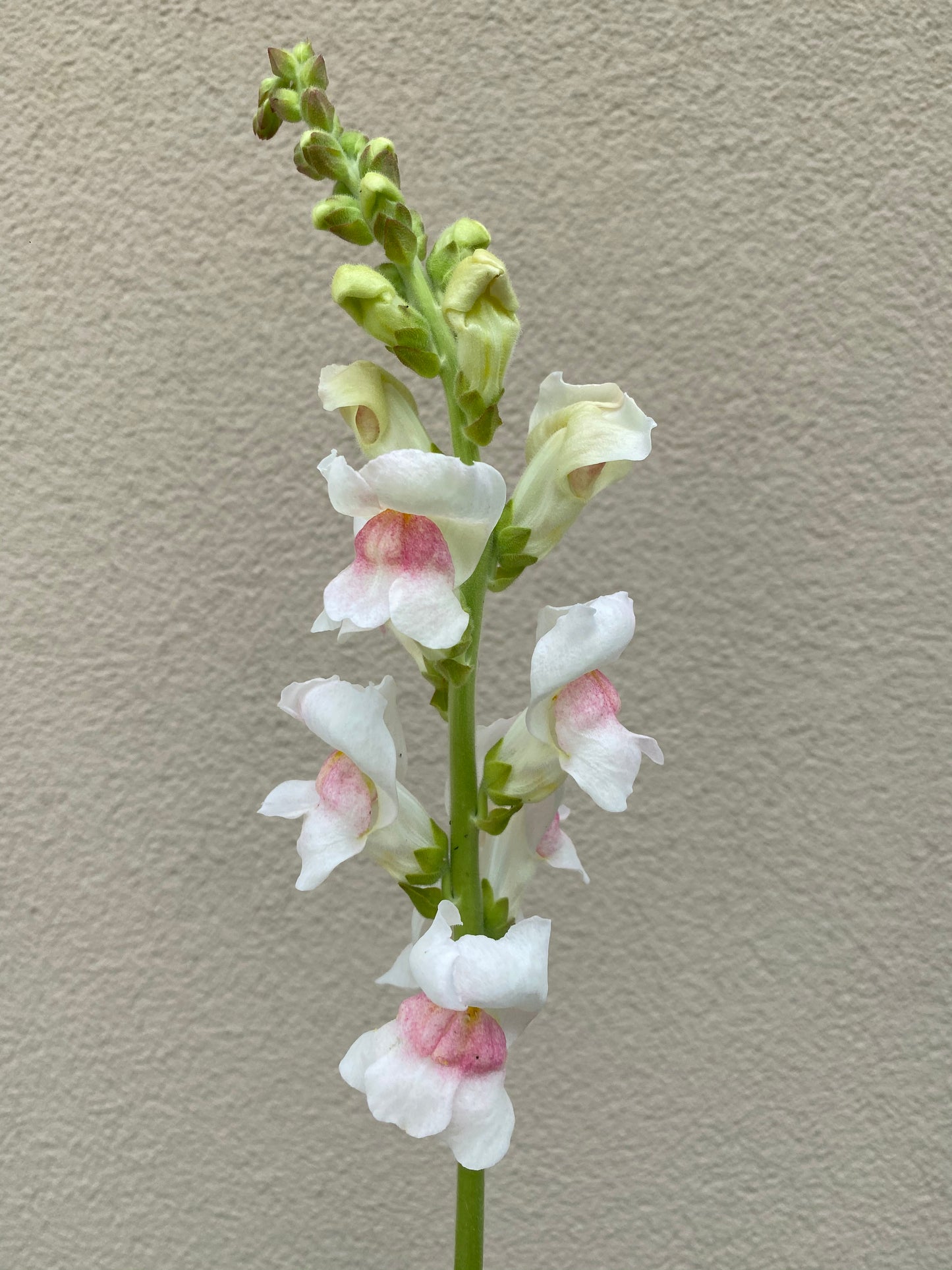 Antirrhinum majus - Leeuwebek Potomac "Appleblossom"