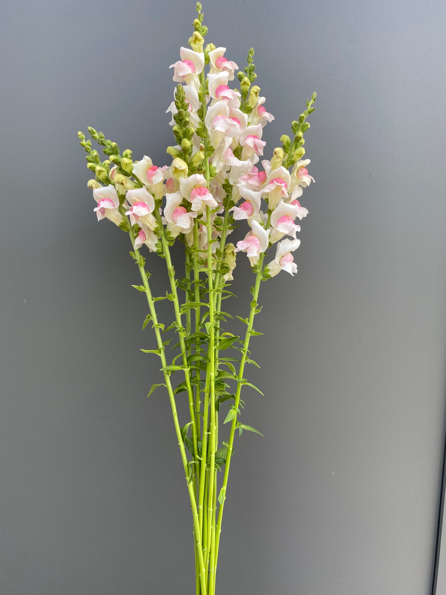 Antirrhinum majus - Leeuwebek Potomac "Appleblossom"