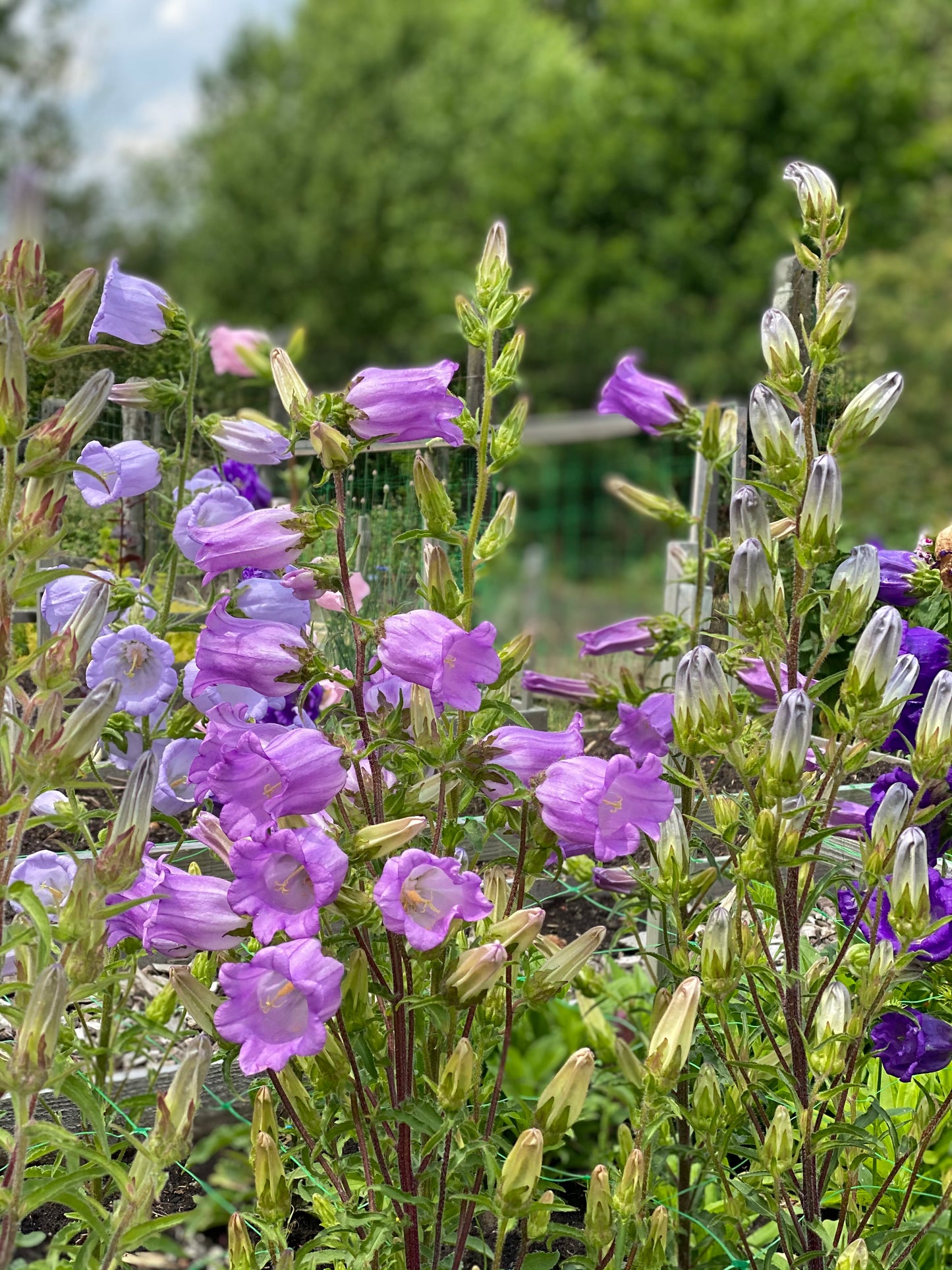 Campanula Dubbel Mix