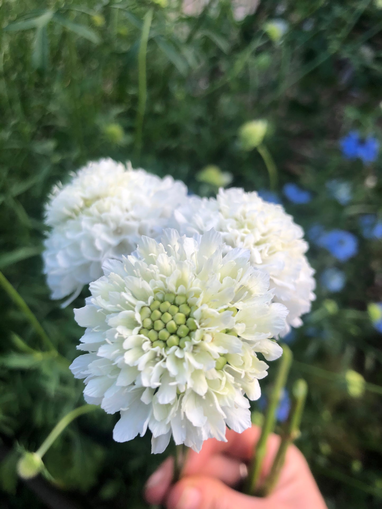 Scabiosa atropurpurea "Chrisje's Mix"