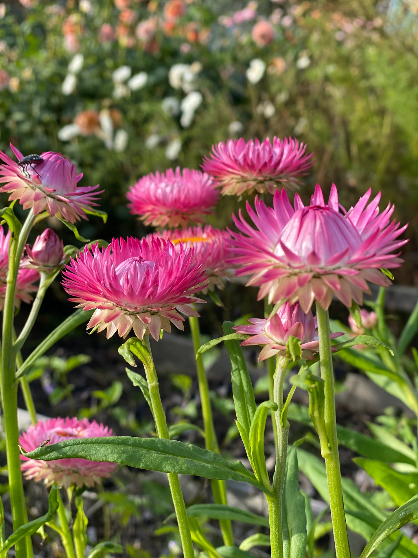 Helichrysum bracteatum (strobloem) "Roze"