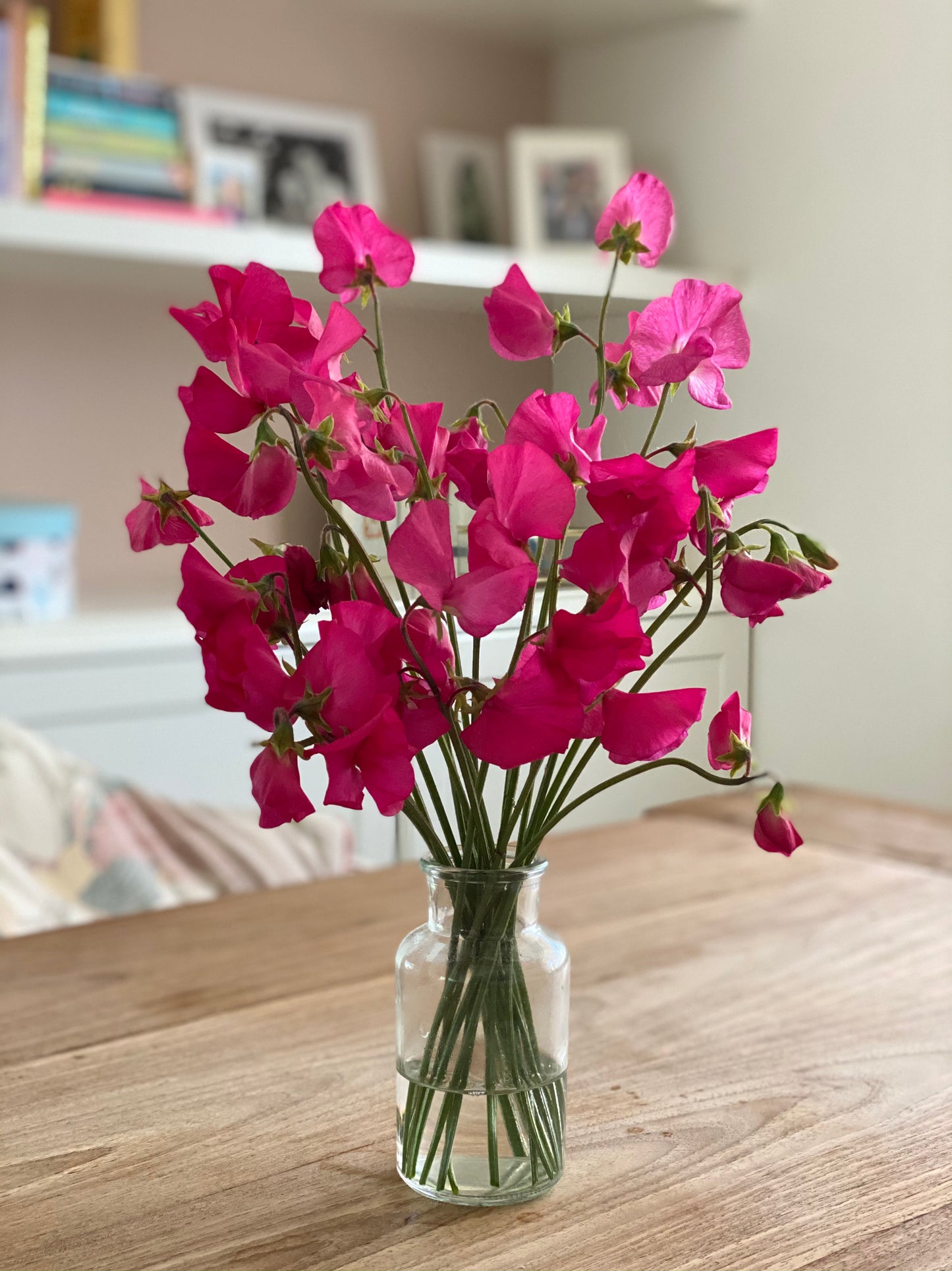 Lathyrus Odoratus - Reukerwt Spring Sunshine Cerise