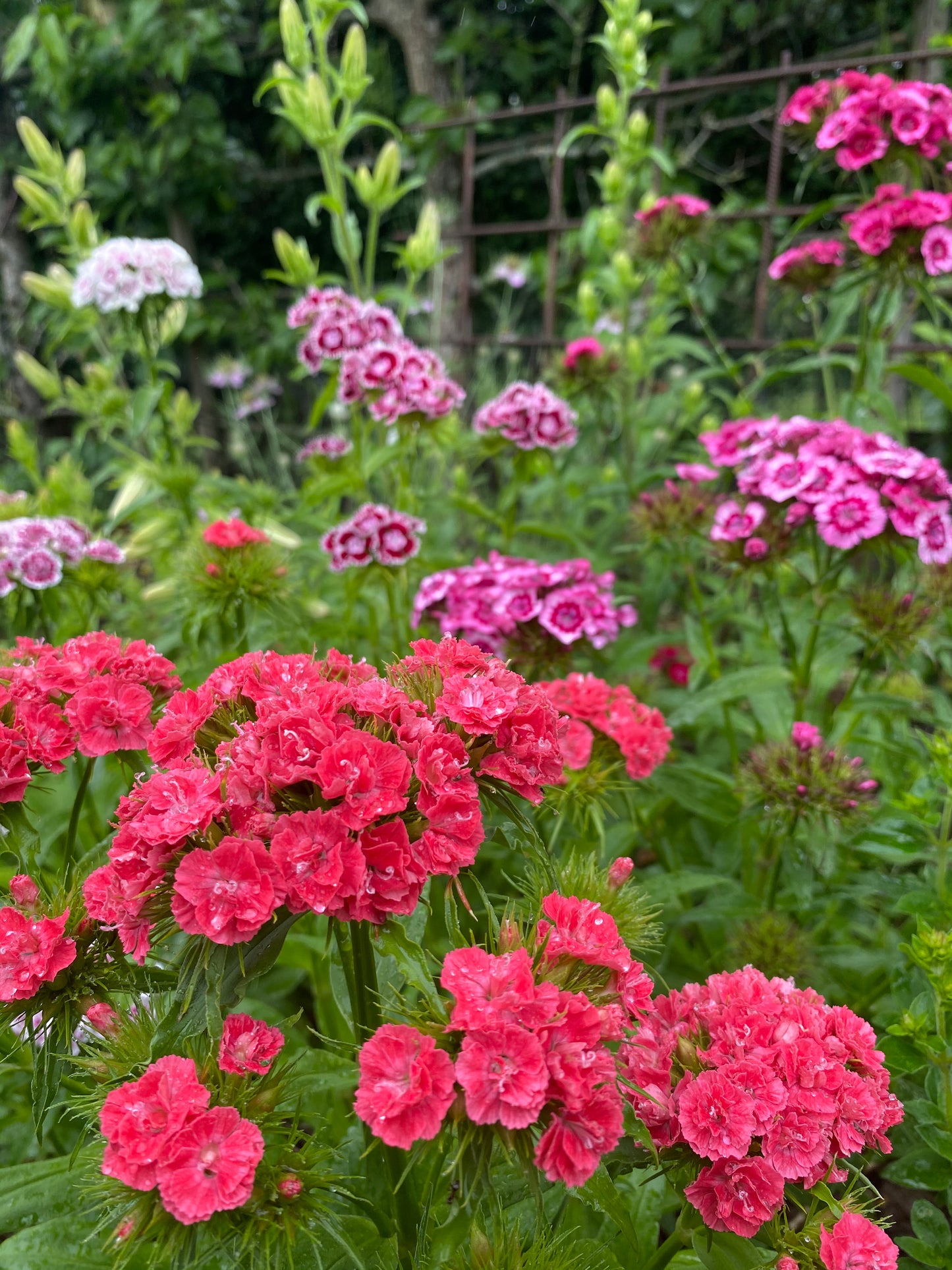 Dianthus Barbatus * Super Duplex Mix *