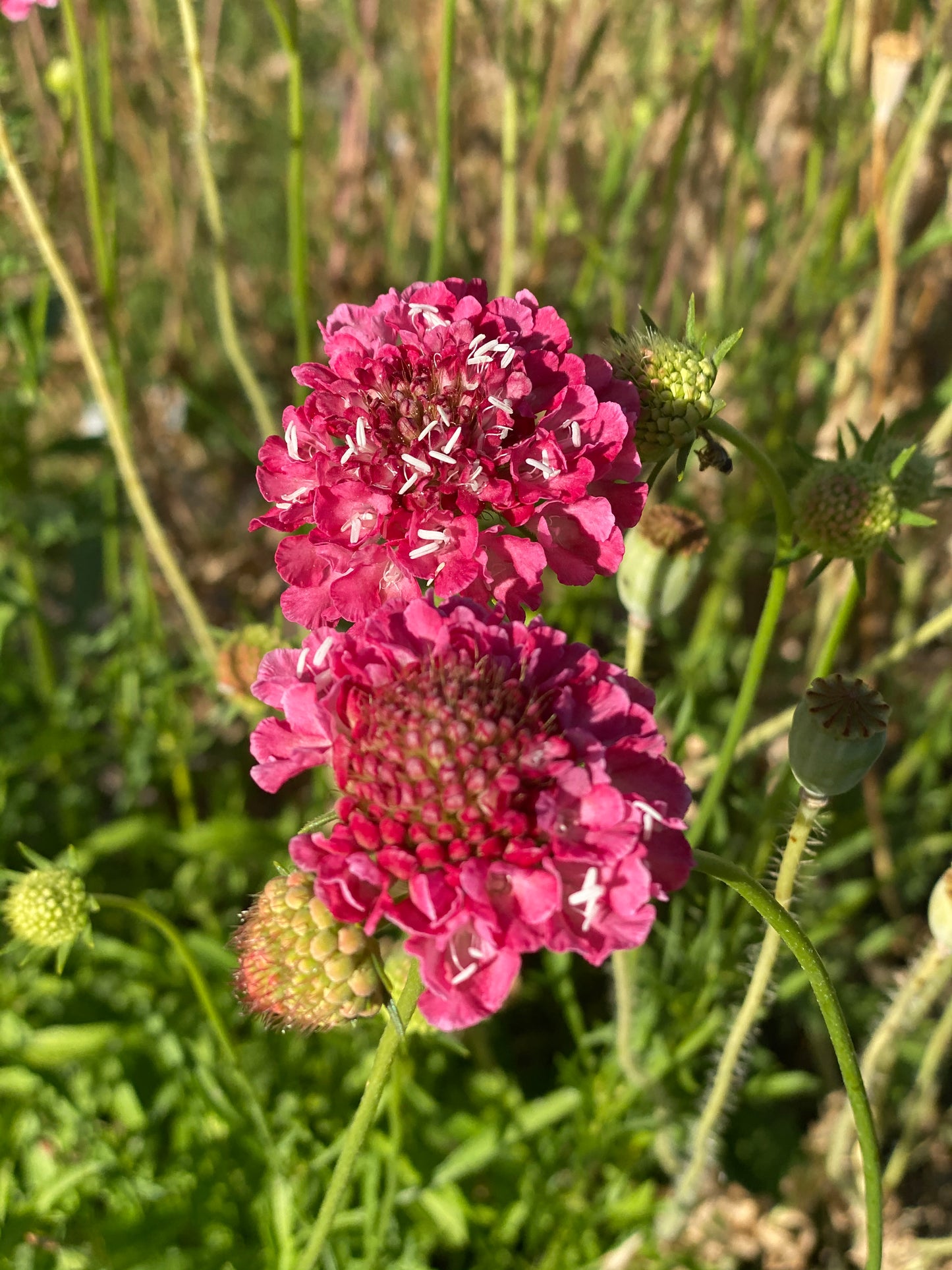 Scabiosa atropurpurea 'Salmon Queen'