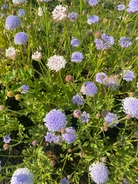 Didiscus caeruleus lace "Mix"