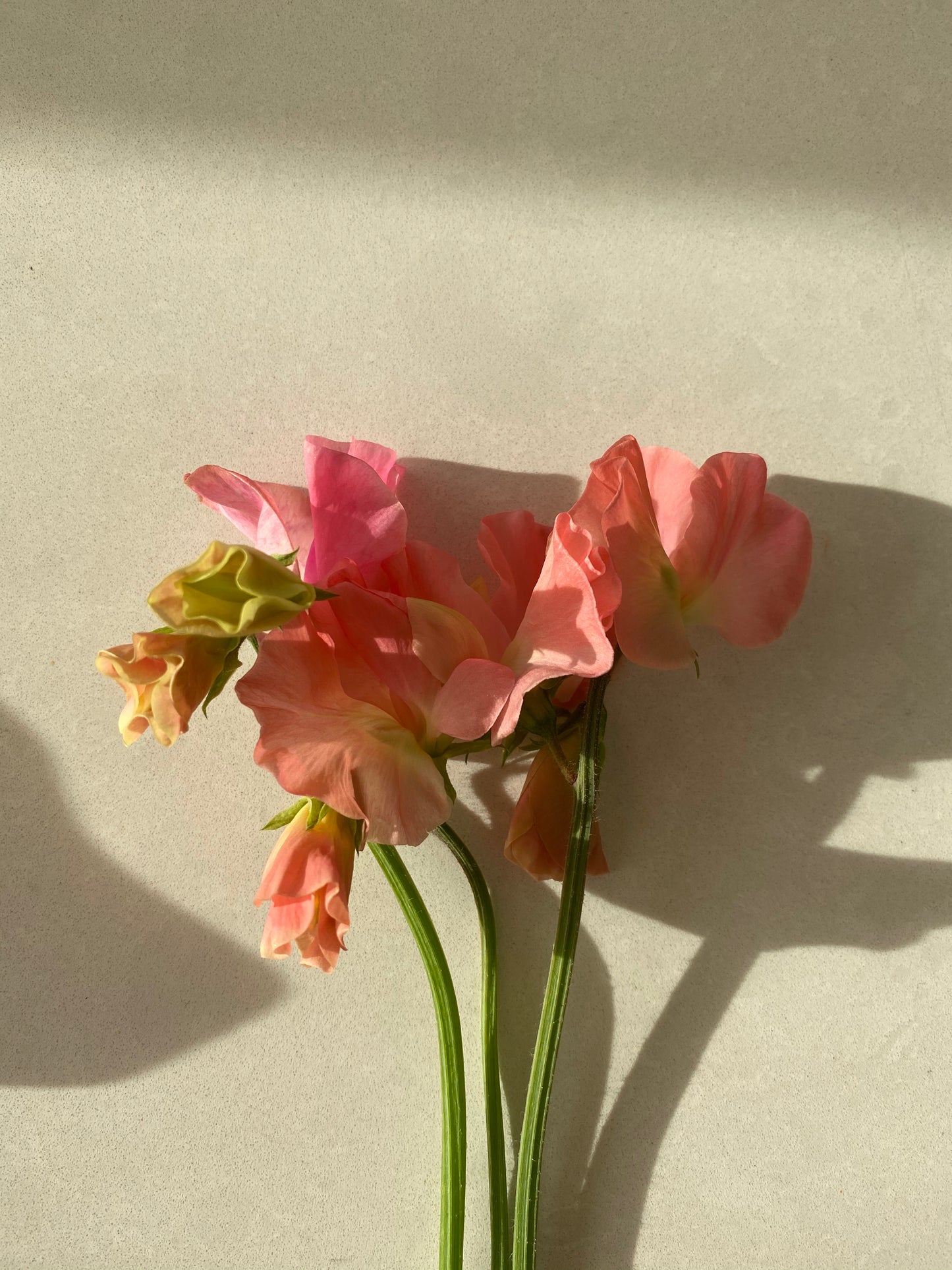 Lathyrus Odoratus - Reukerwt Spring Sunshine Peach