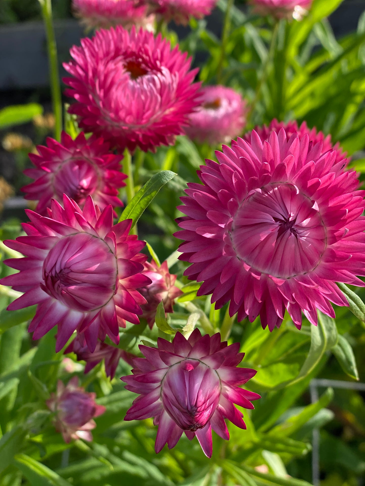 Helichrysum bracteatum (strobloem) "Roze"