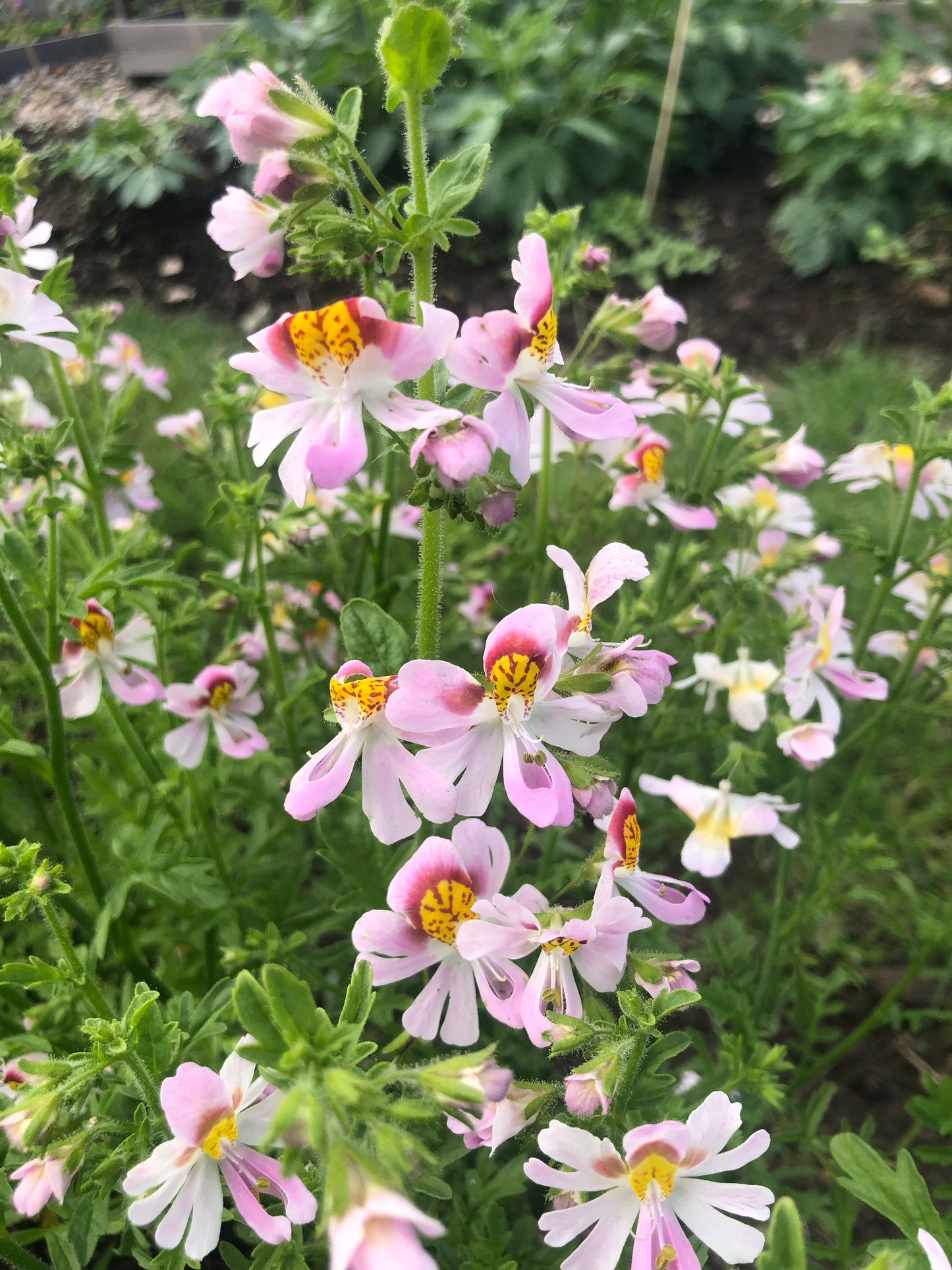 Schizanthus pinnatus " Angel Wings " Boerenorchidee