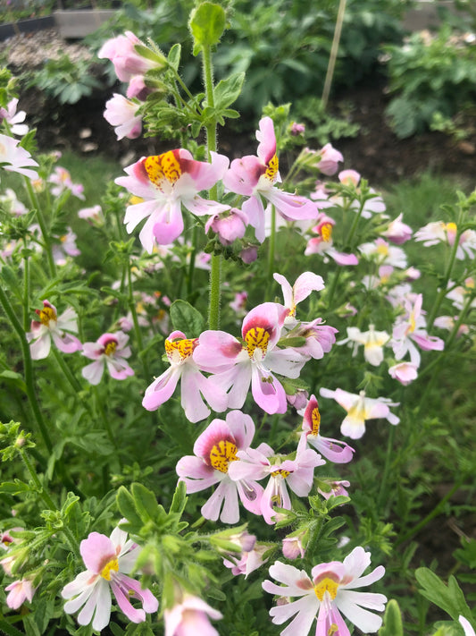 Schizanthus pinnatus " Angel Wings " Boerenorchidee