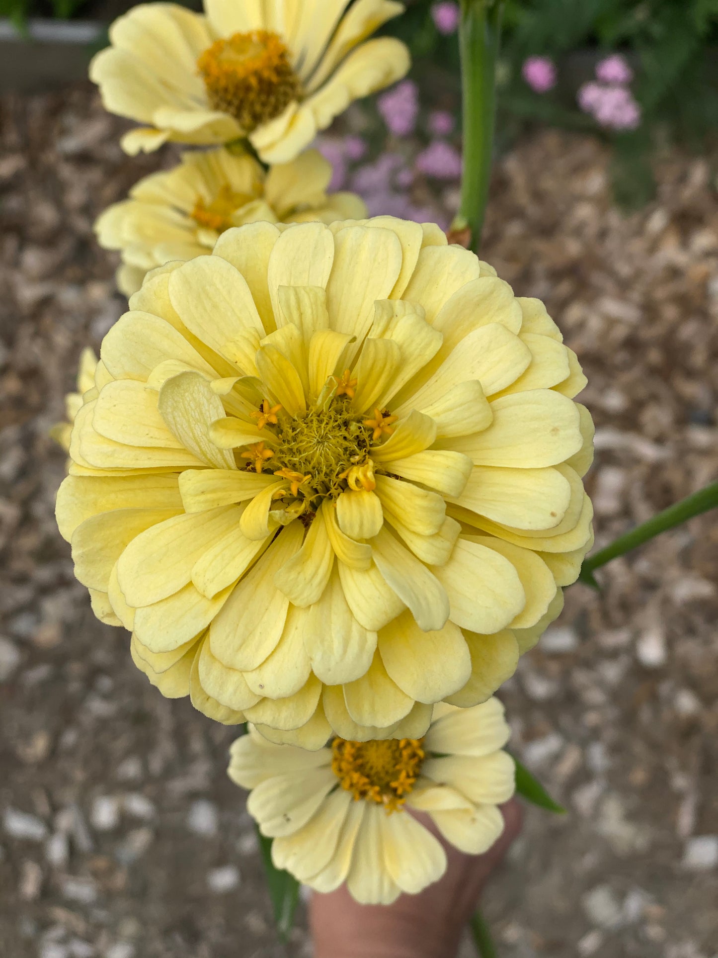 Zinnia Isabellina