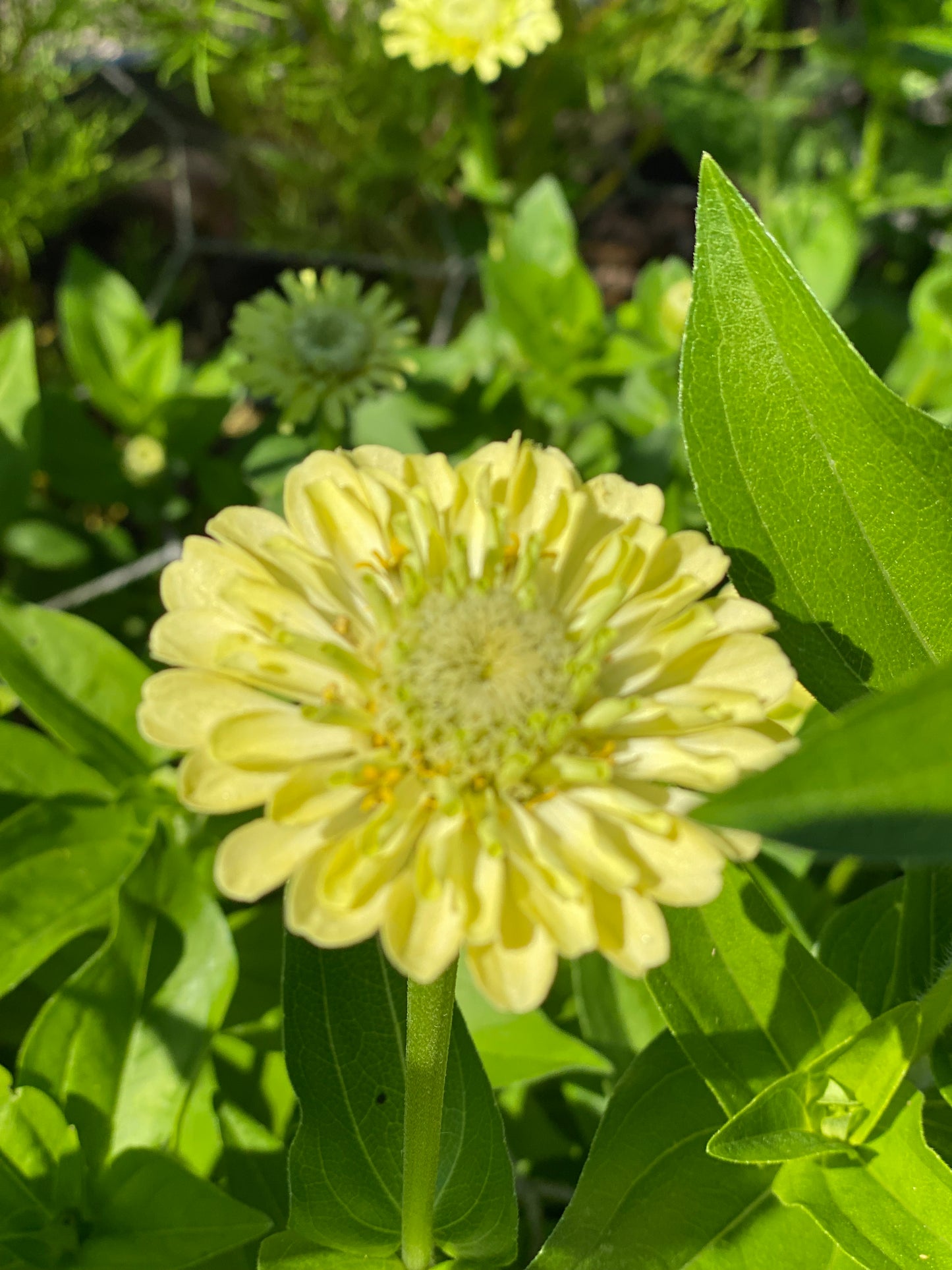 Zinnia Queen Lime