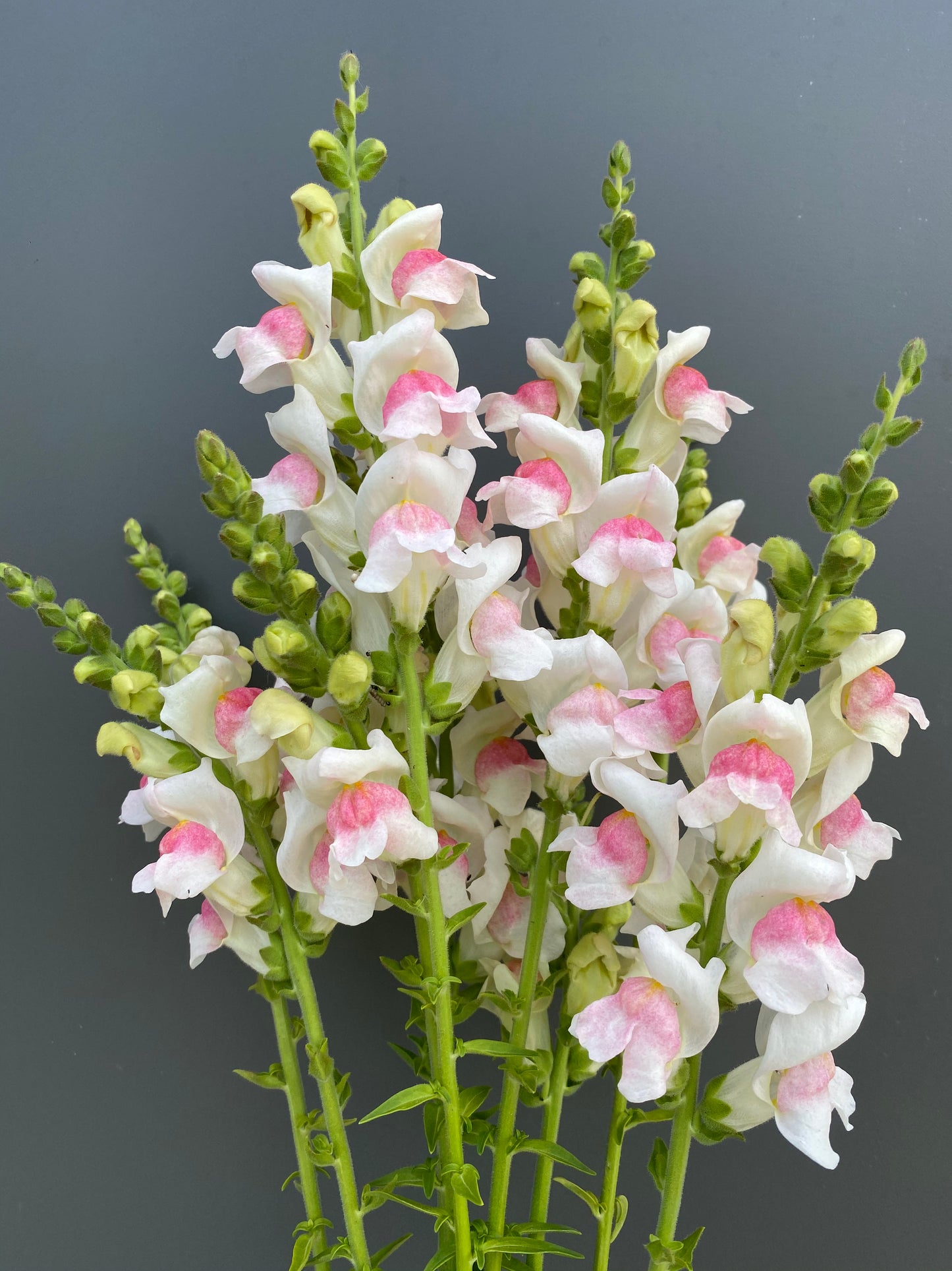 Antirrhinum majus - Leeuwebek Potomac "Appleblossom"