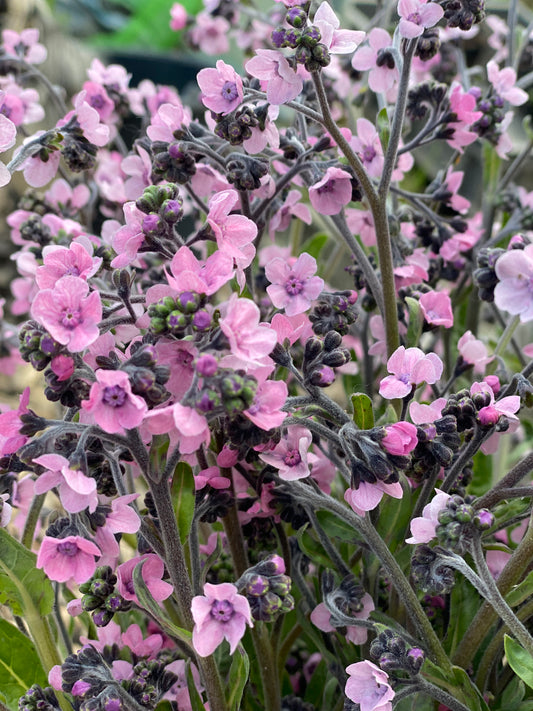 Chinese vergeet-me-nietjes "Mystic Pink"