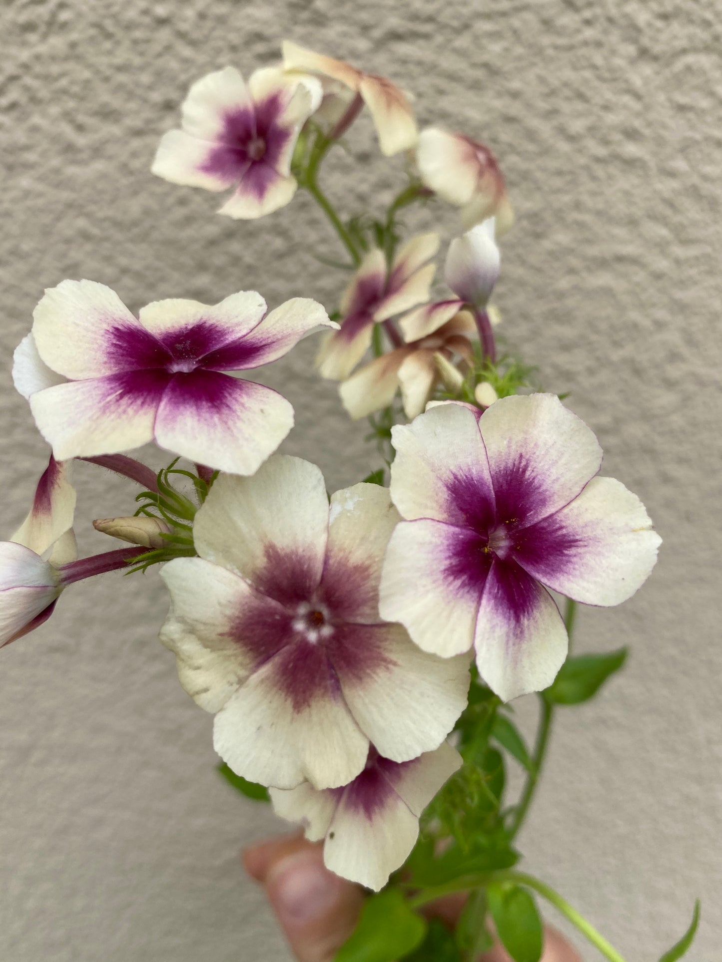 Phlox Drummondii Cherry Caramel