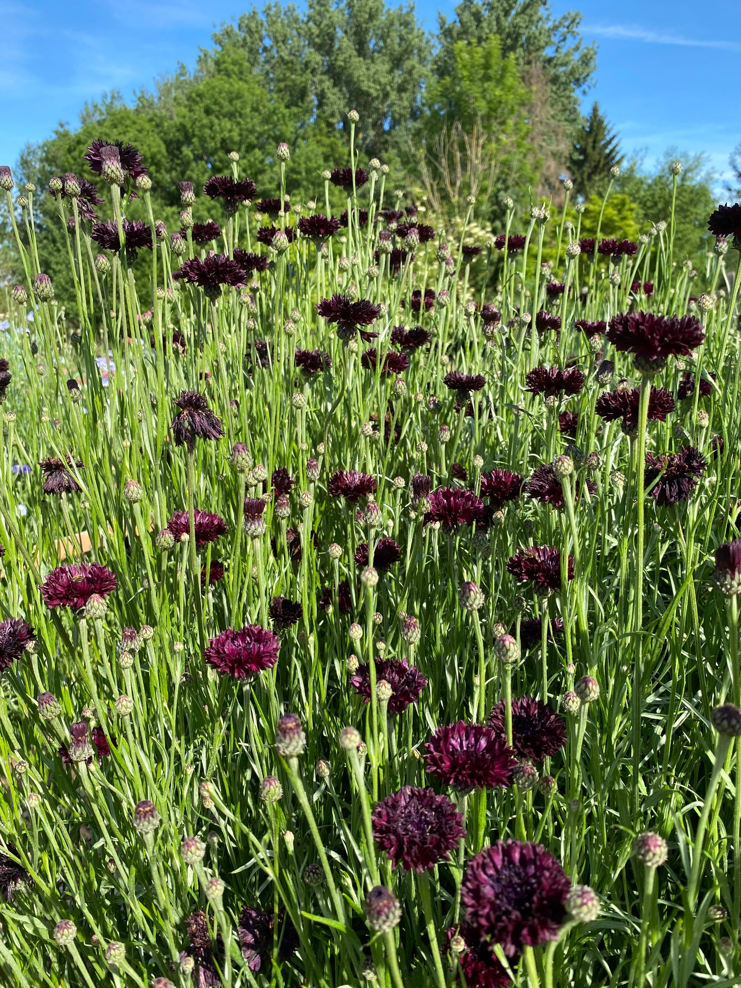 Korenbloem - Centaurea cyanus 'Black Ball'