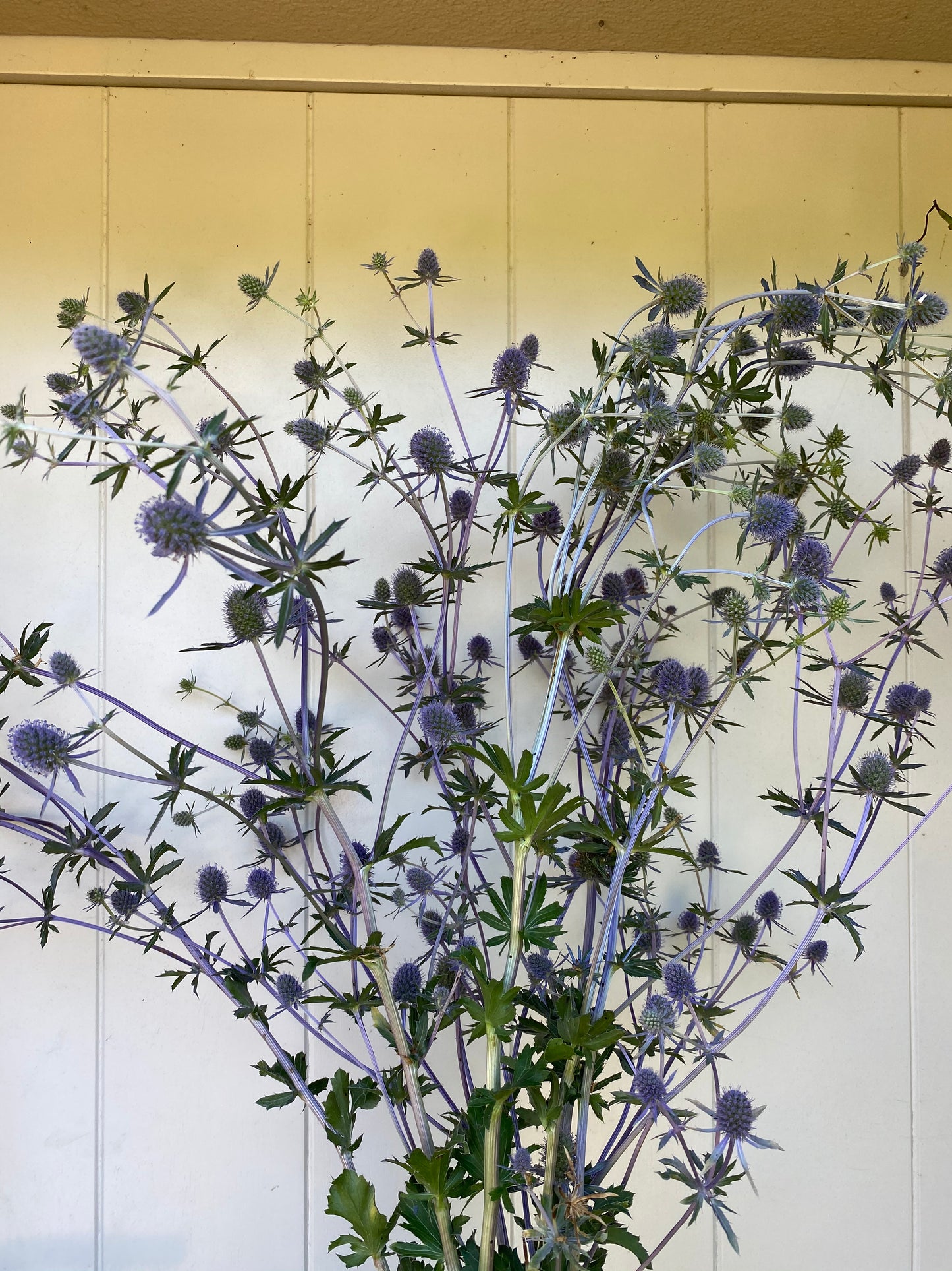 Eryngium Planum - Kruisdistel