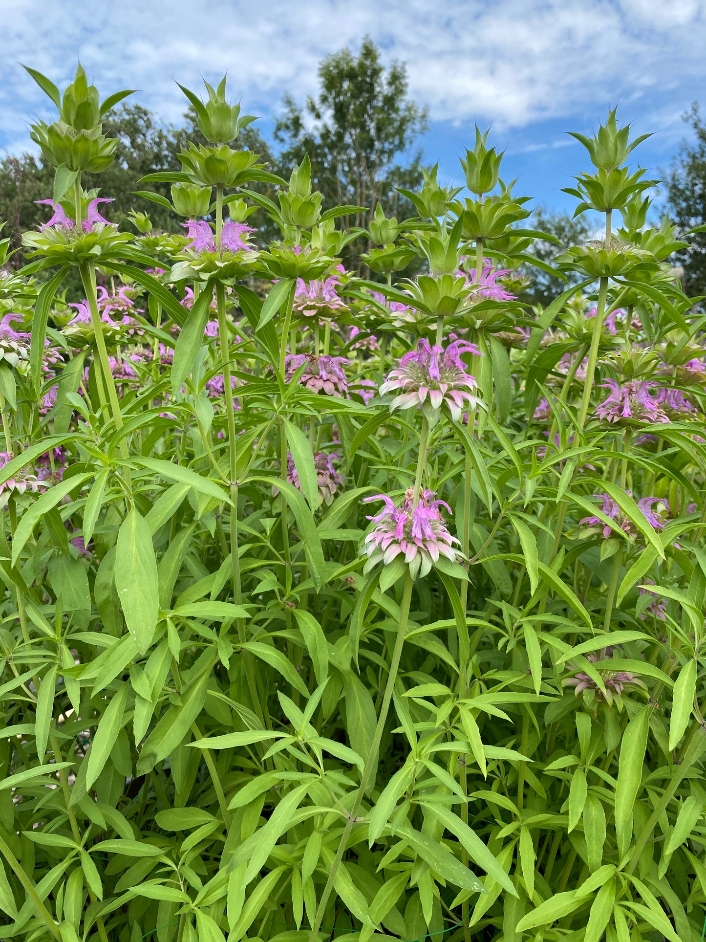 Monarda hybrida Lambada