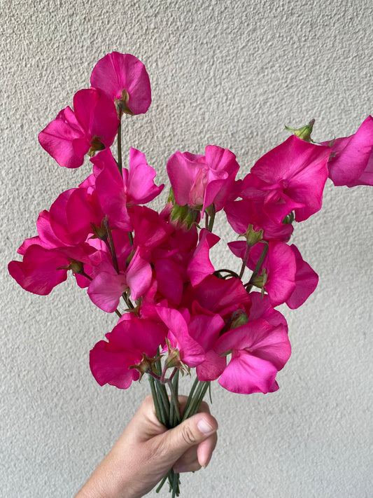 Lathyrus Odoratus - Reukerwt Spring Sunshine Cerise