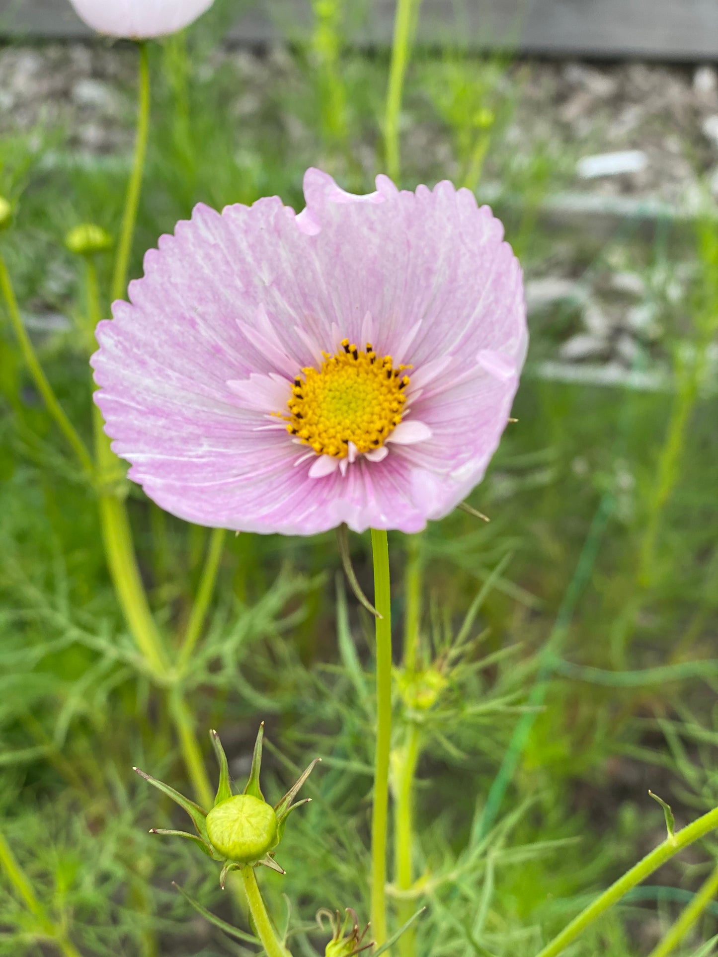 Cosmos Cupcakes Blush