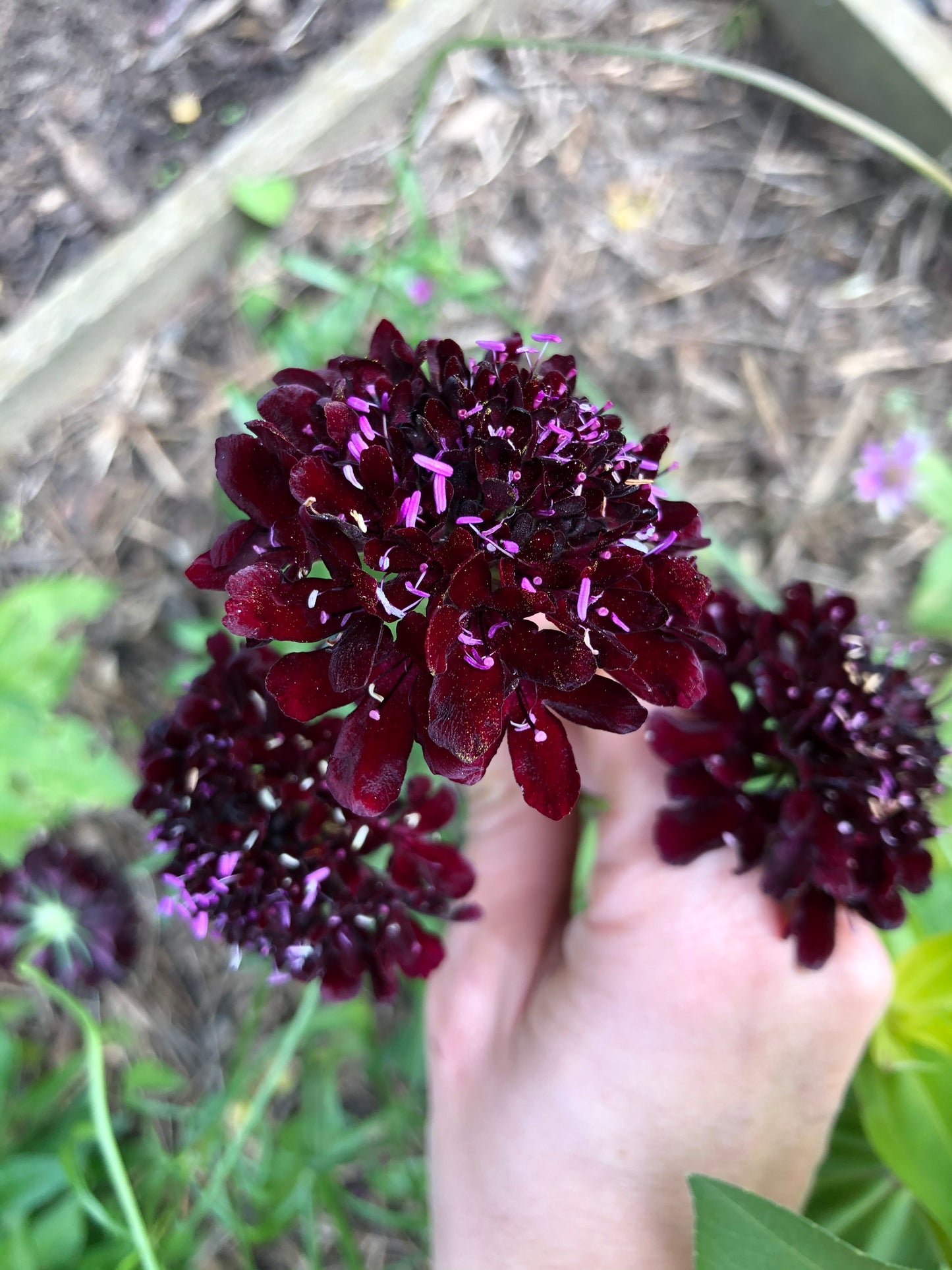 Scabiosa atropurpurea "Chrisje's Mix"