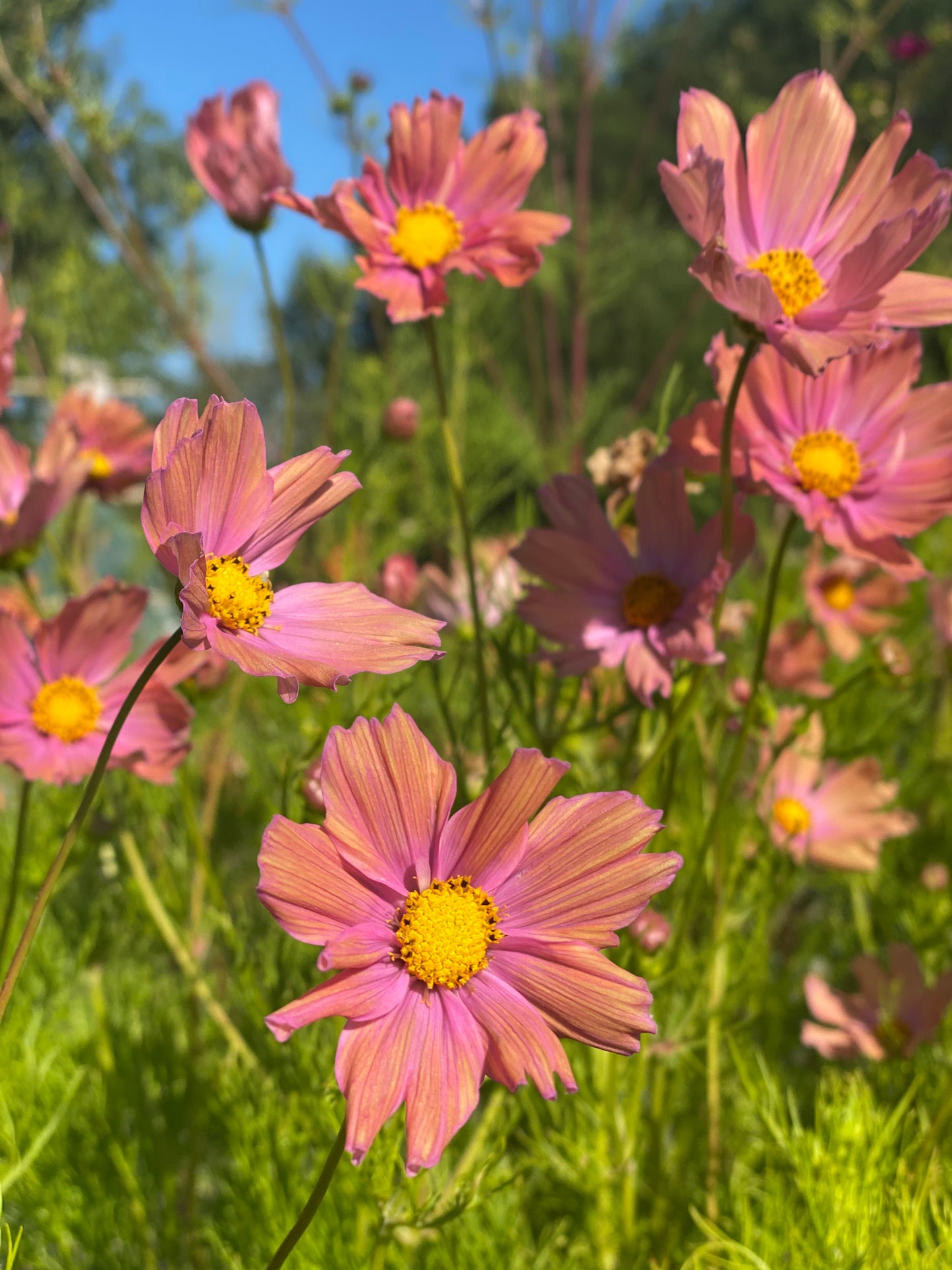 Cosmos Apricotta 