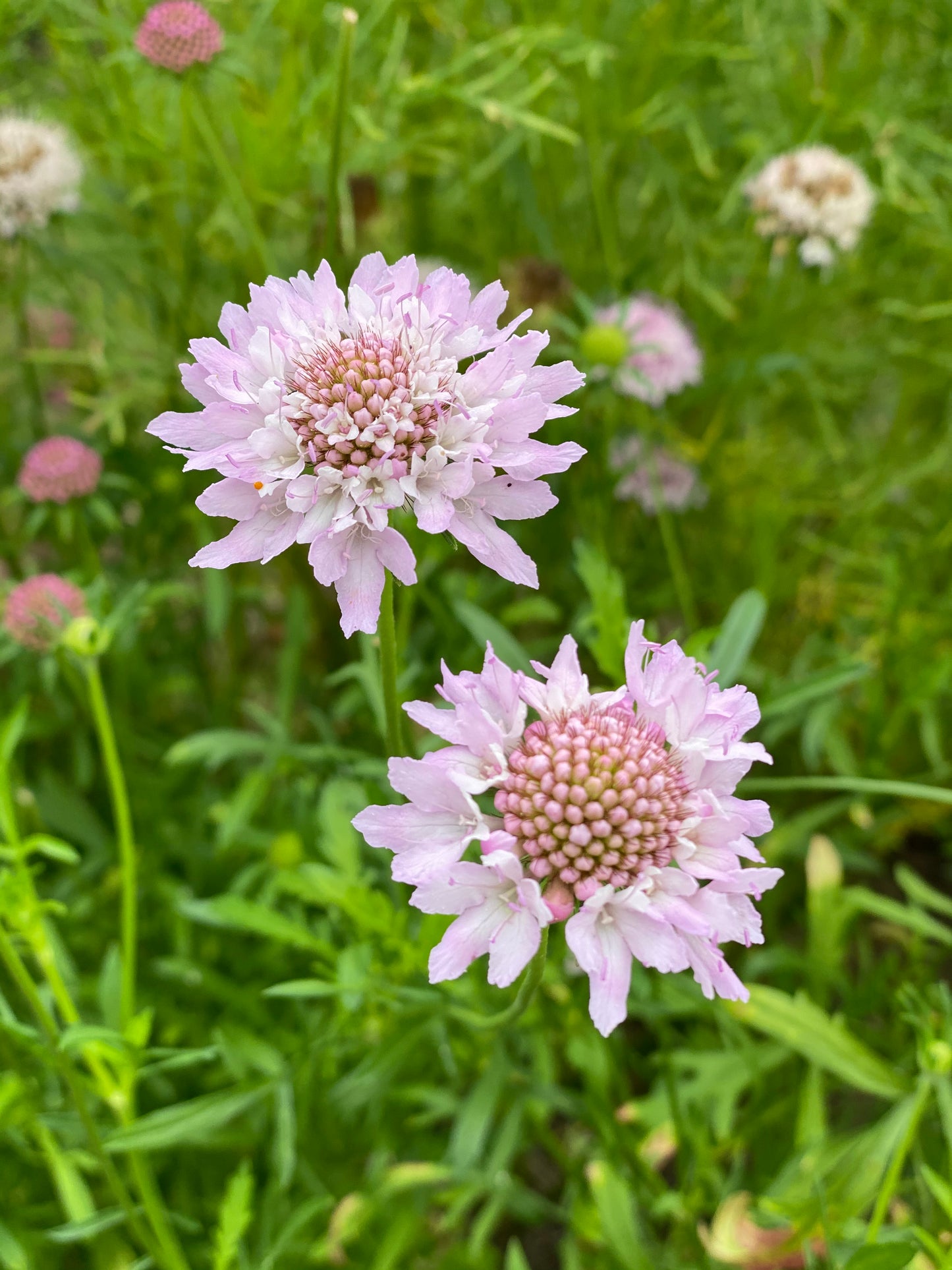 Scabiosa atropurpurea "Chrisje's Mix"