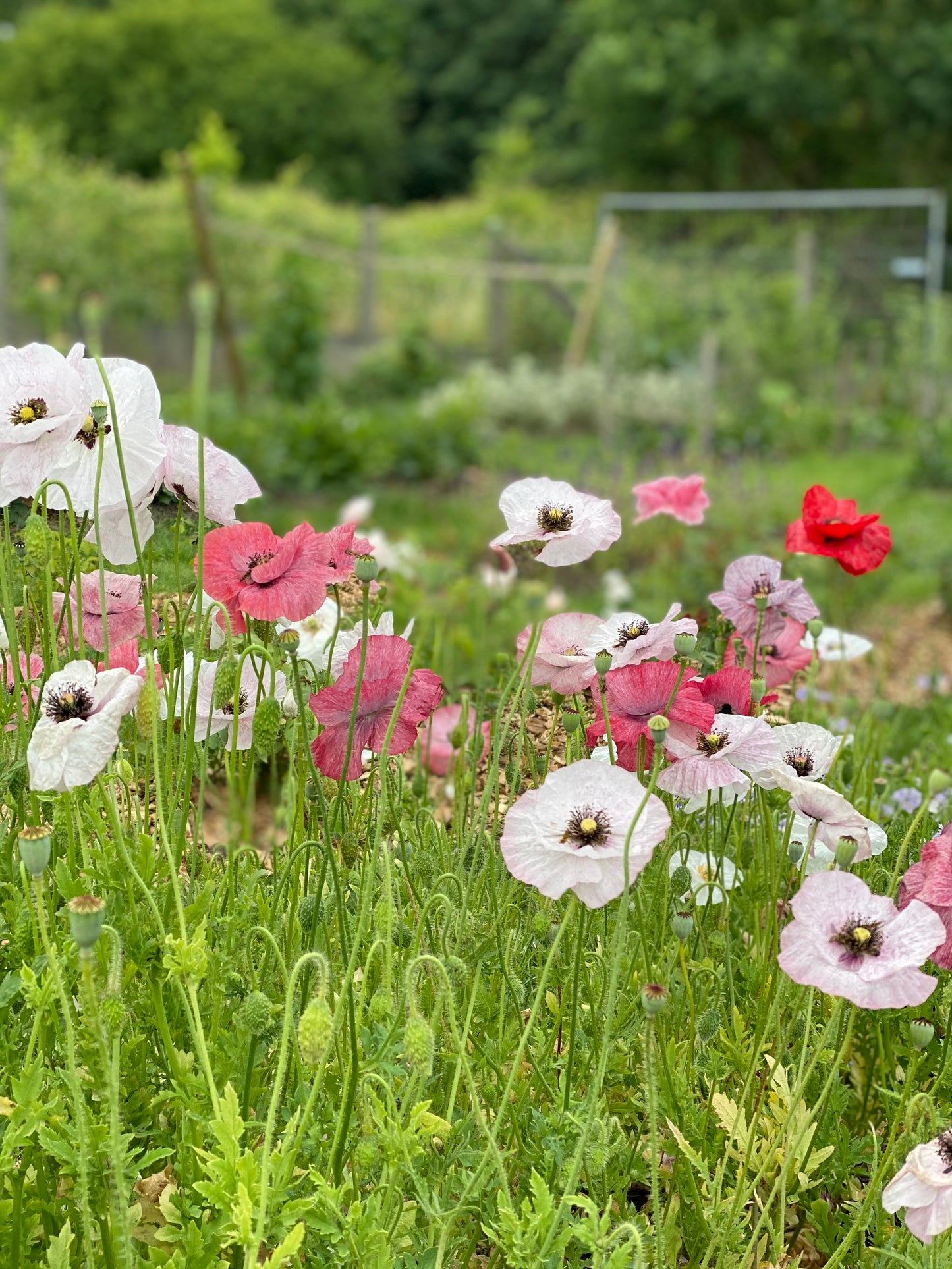 Papaver Rhoeas "Chrisje's Mix"