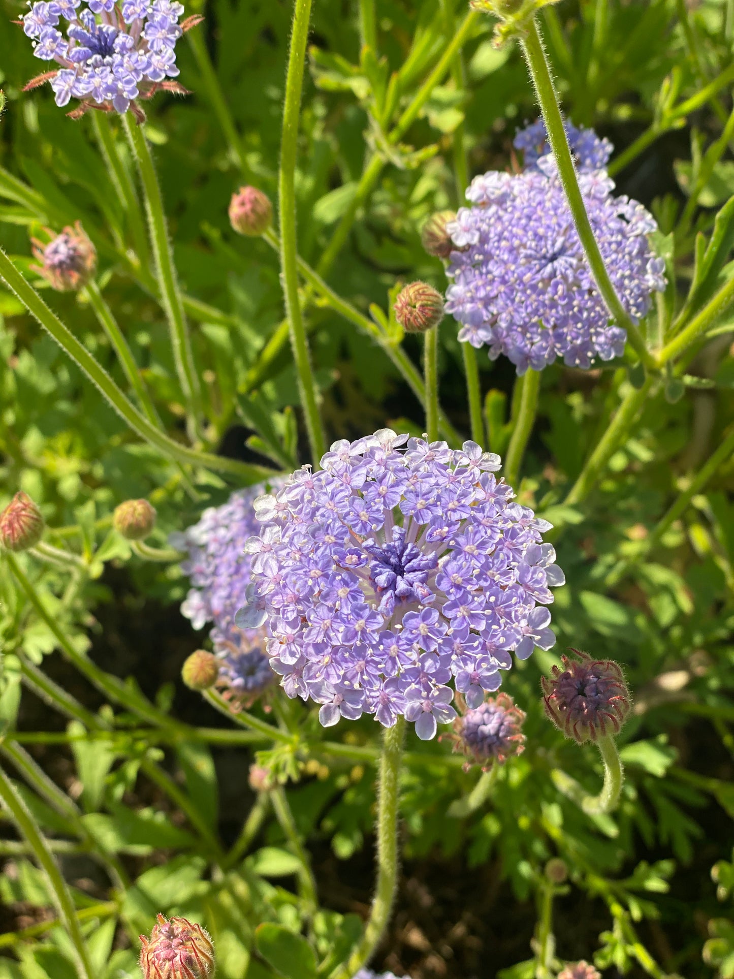 Didiscus caeruleus lace "Mix"