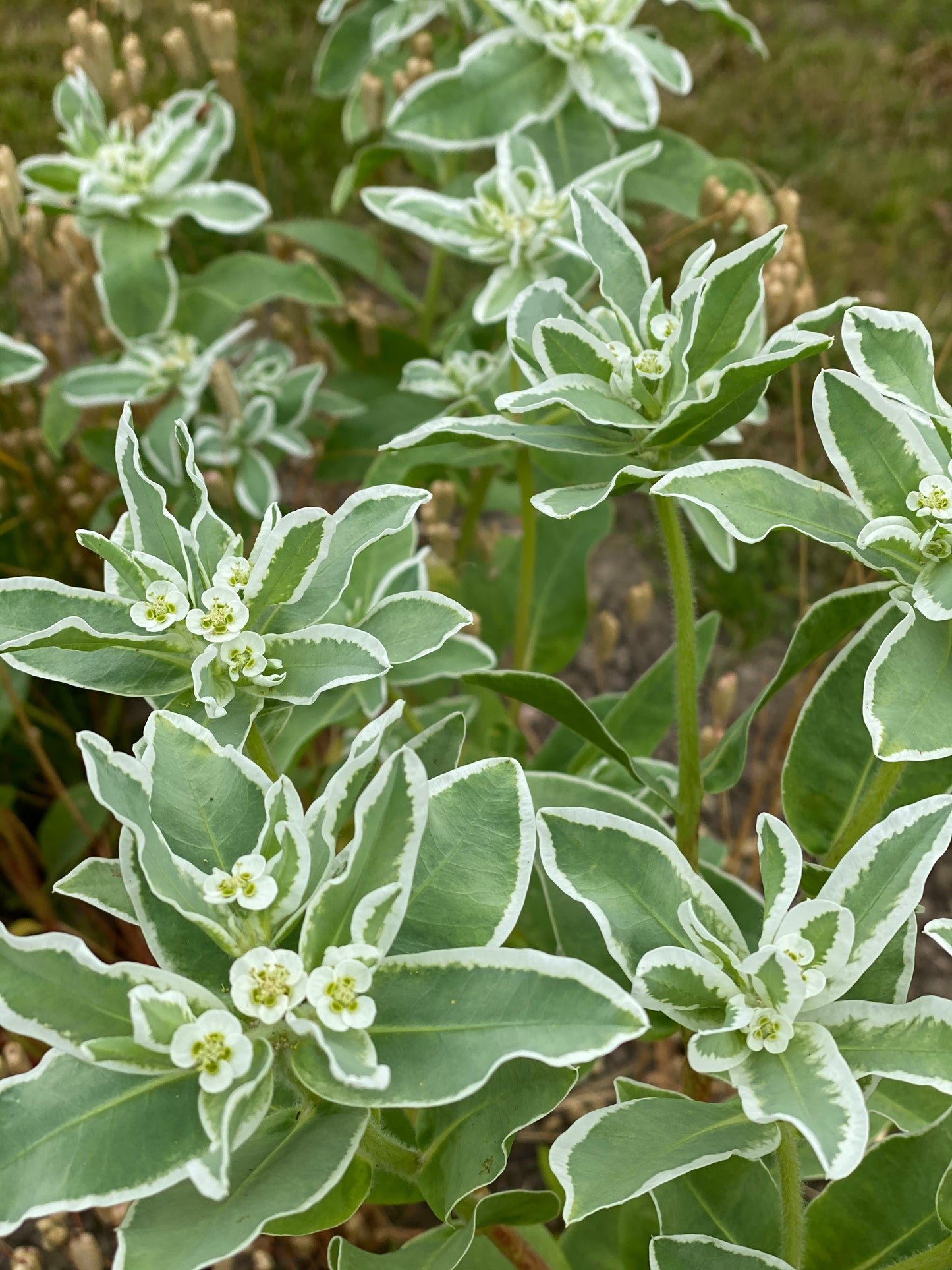 Euphorbia marginata Early Snow (Snow on the mountain)