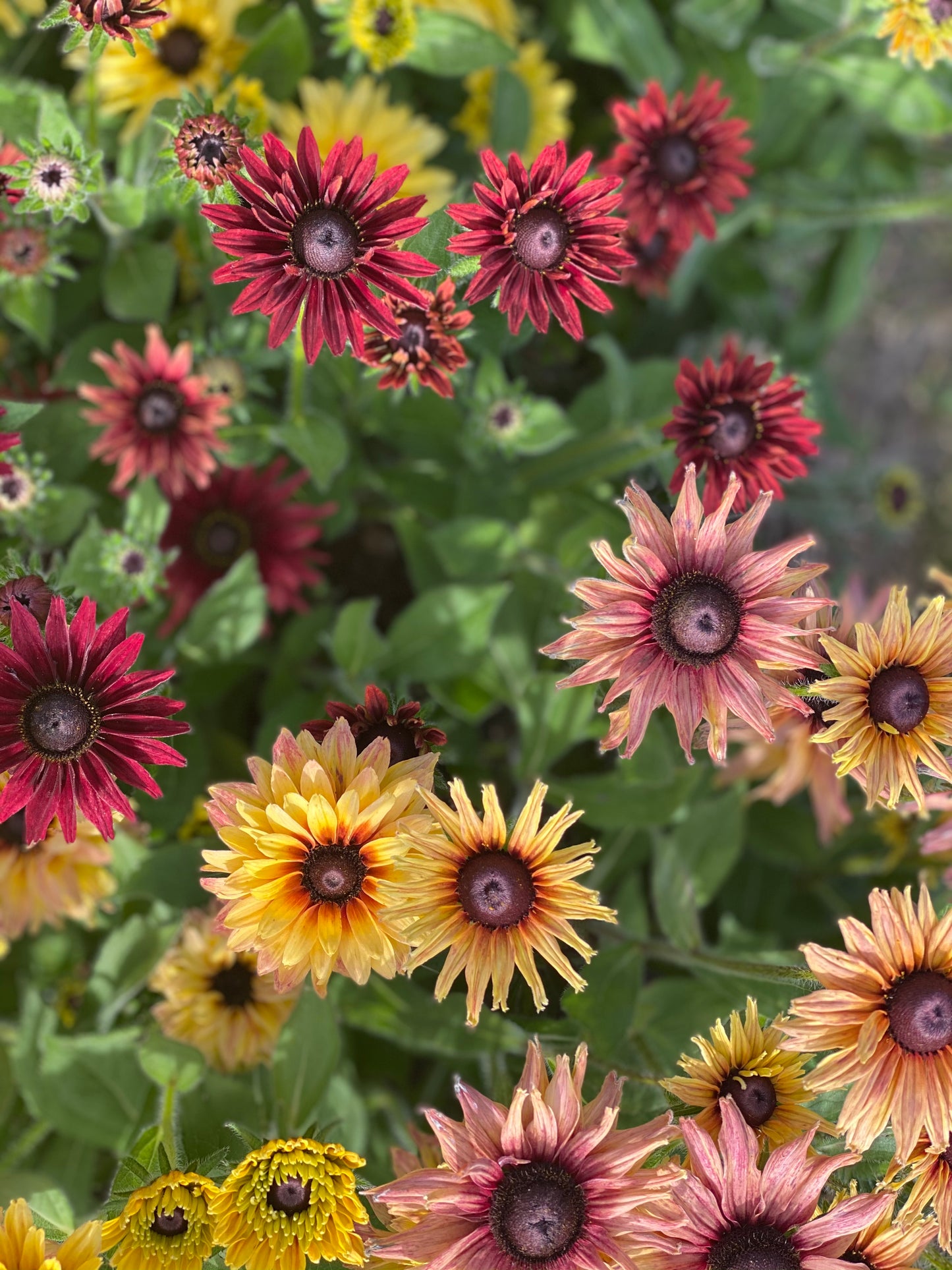 Rudbeckia Hirta “Sahara”