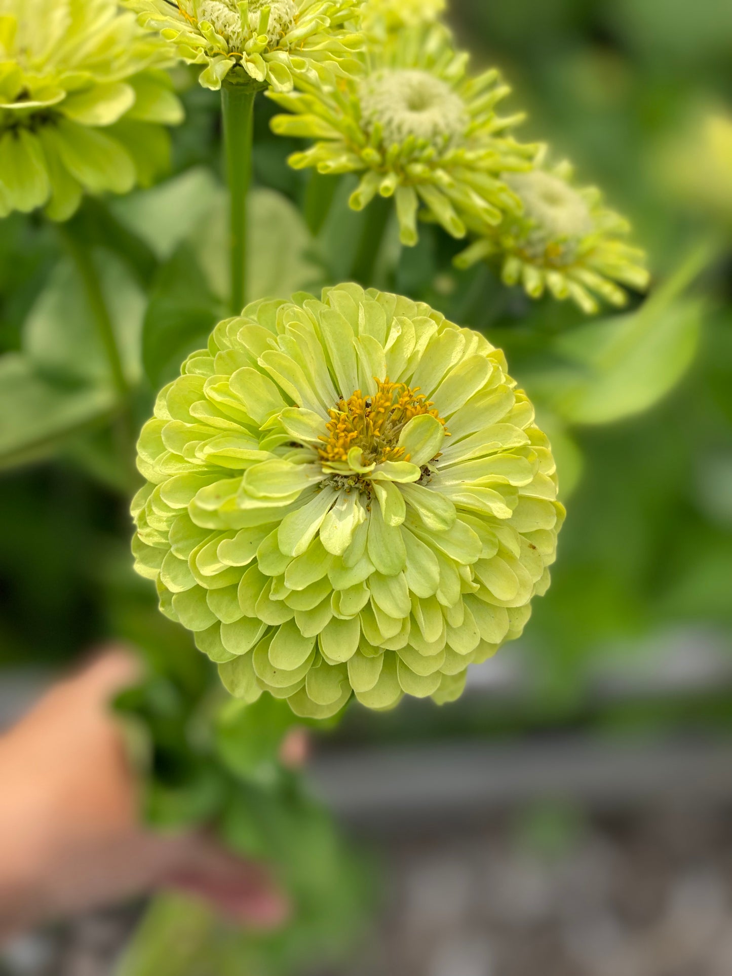 Zinnia Queen Lime