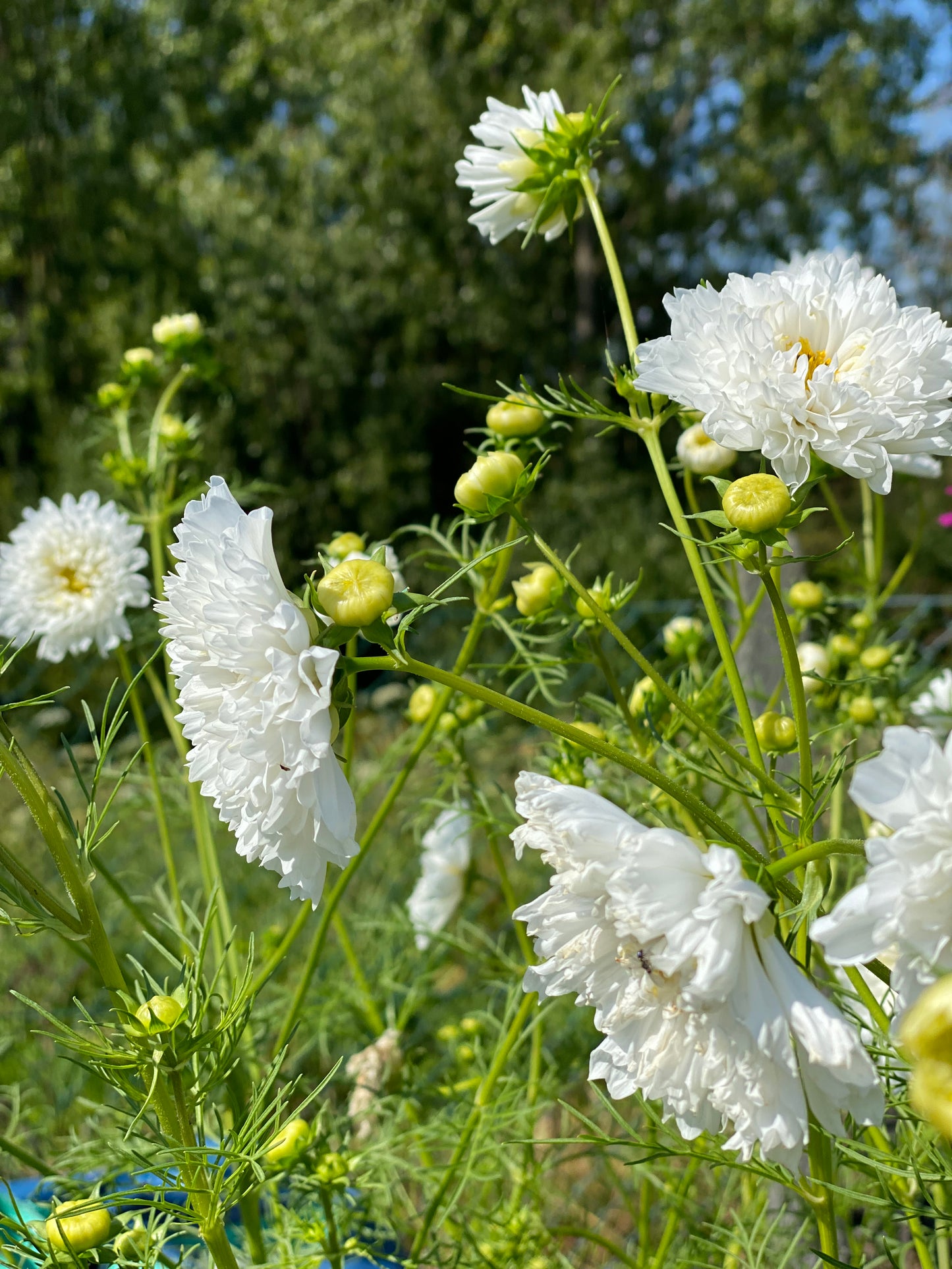 Cosmos bipinnatus Snowpuff