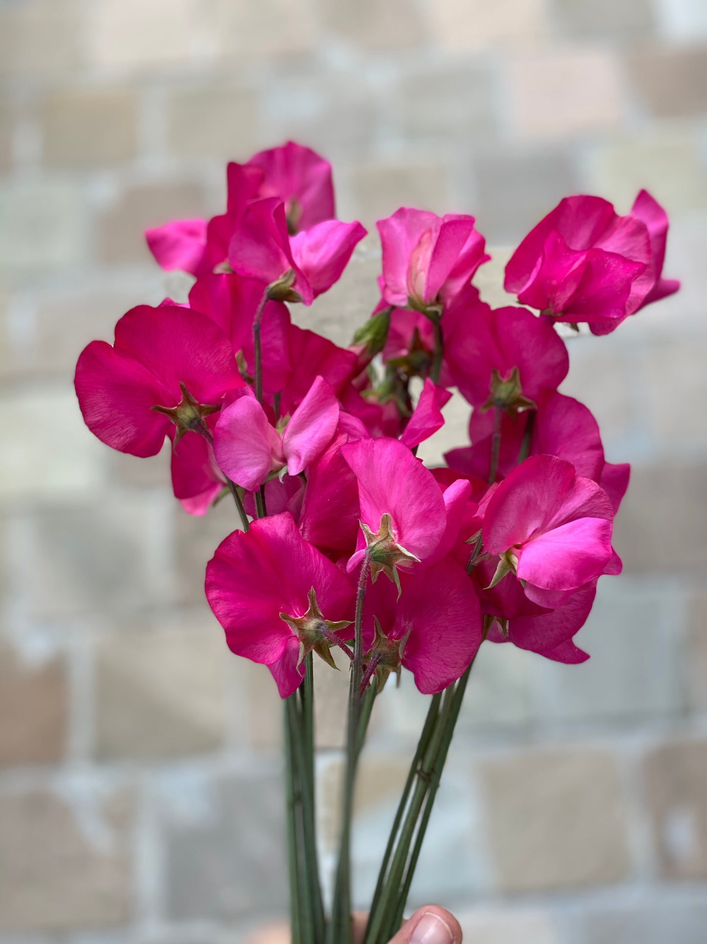 Lathyrus Odoratus - Reukerwt Spring Sunshine Cerise