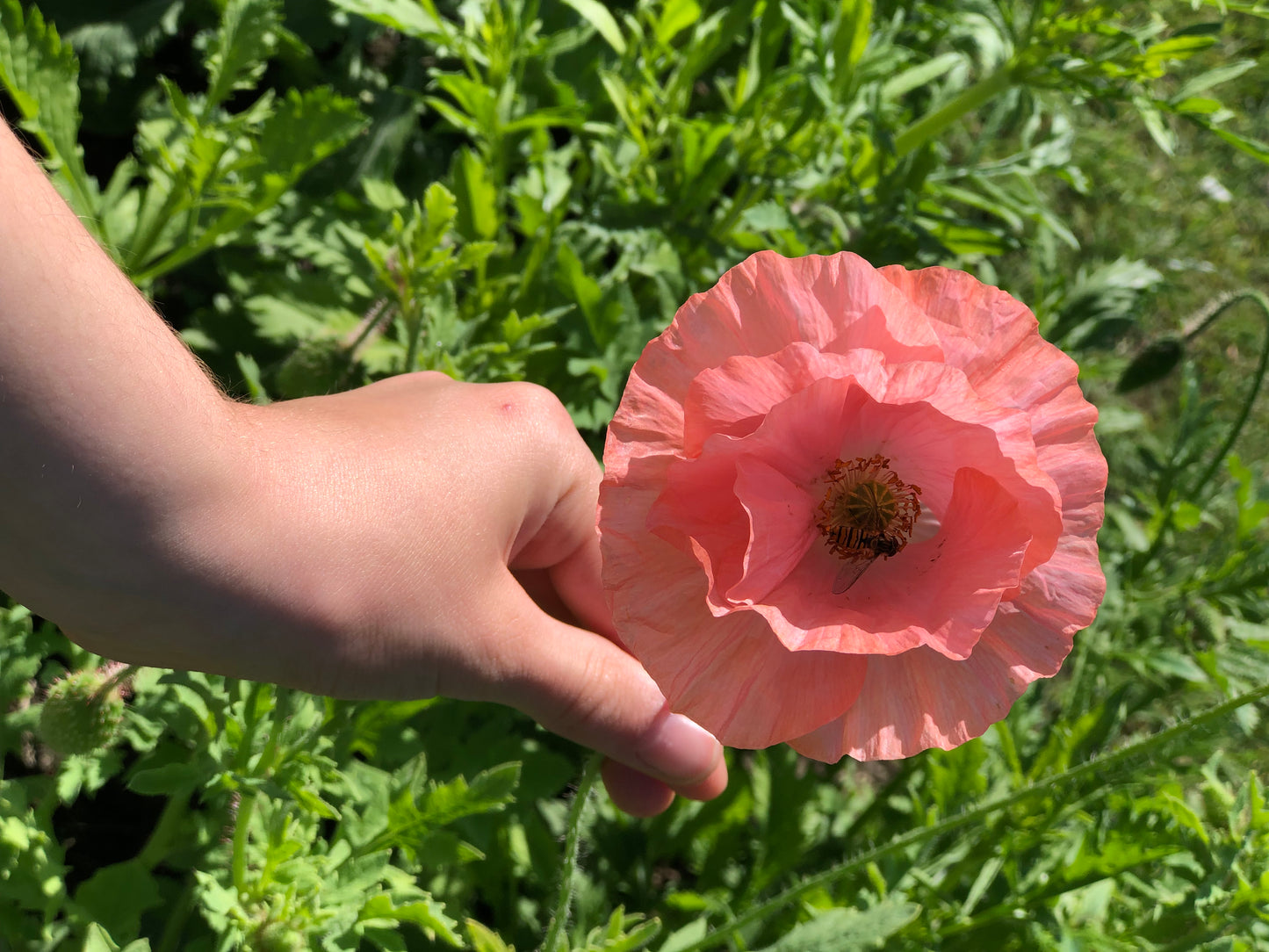 Papaver Rhoeas "Chrisje's Mix"