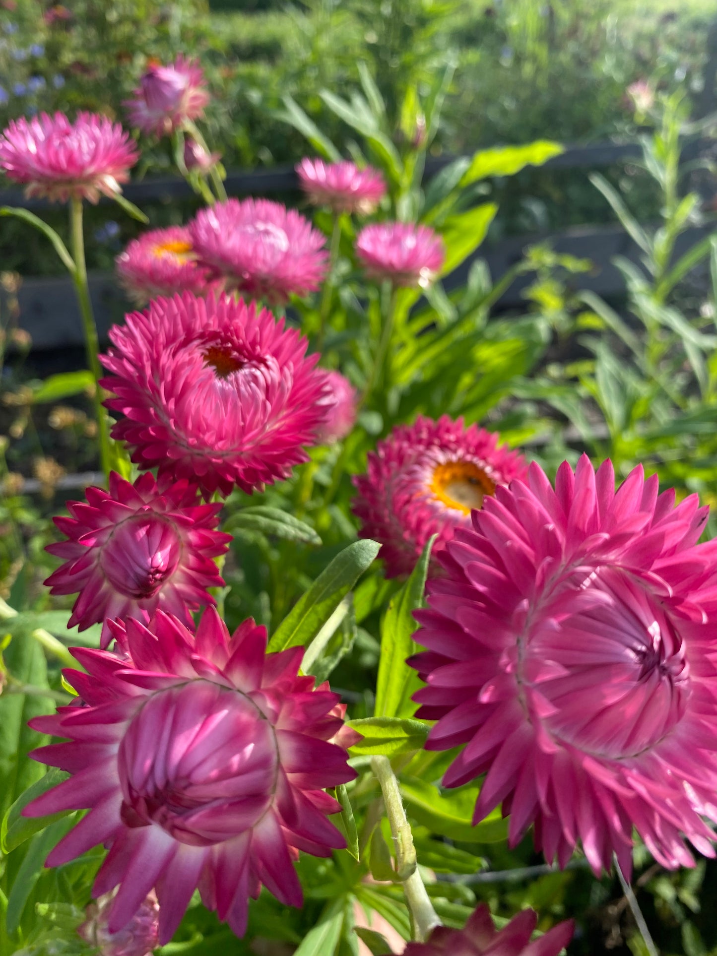 Helichrysum bracteatum (strobloem) "Roze"