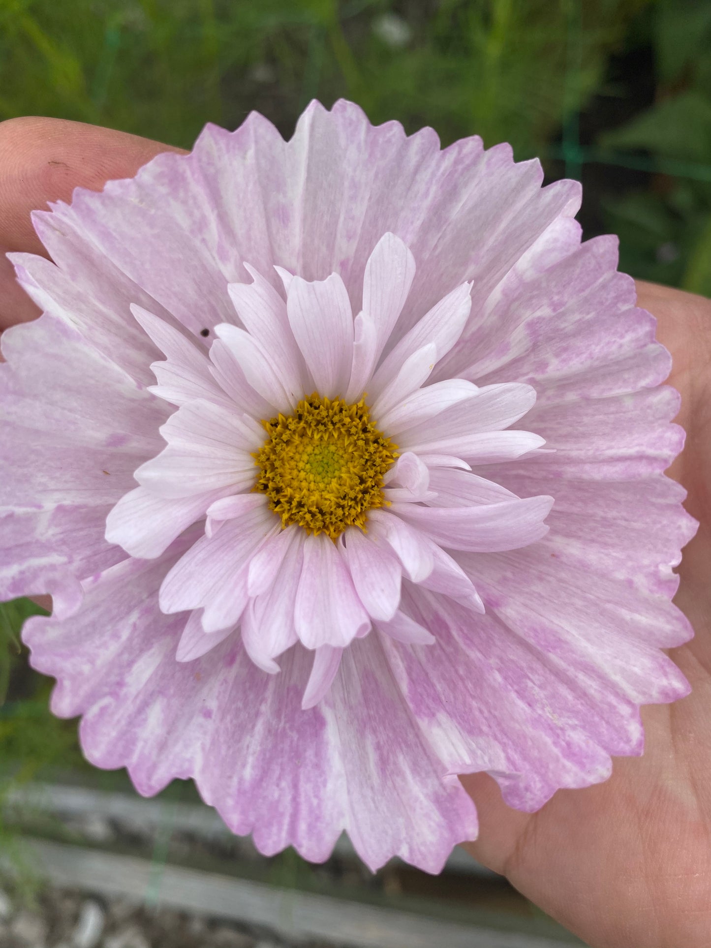 Cosmos Cupcakes Blush