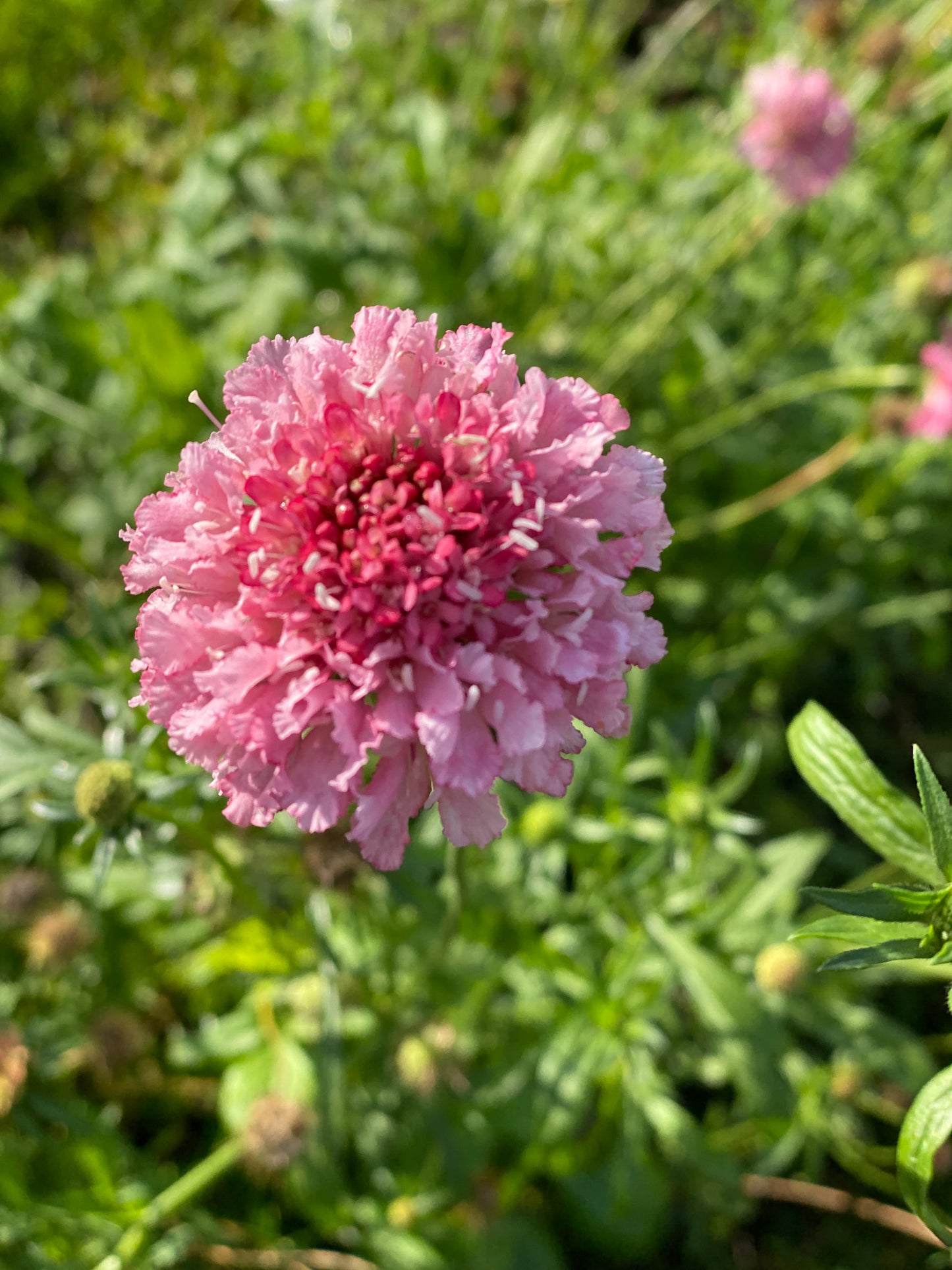 Scabiosa atropurpurea "Chrisje's Mix"